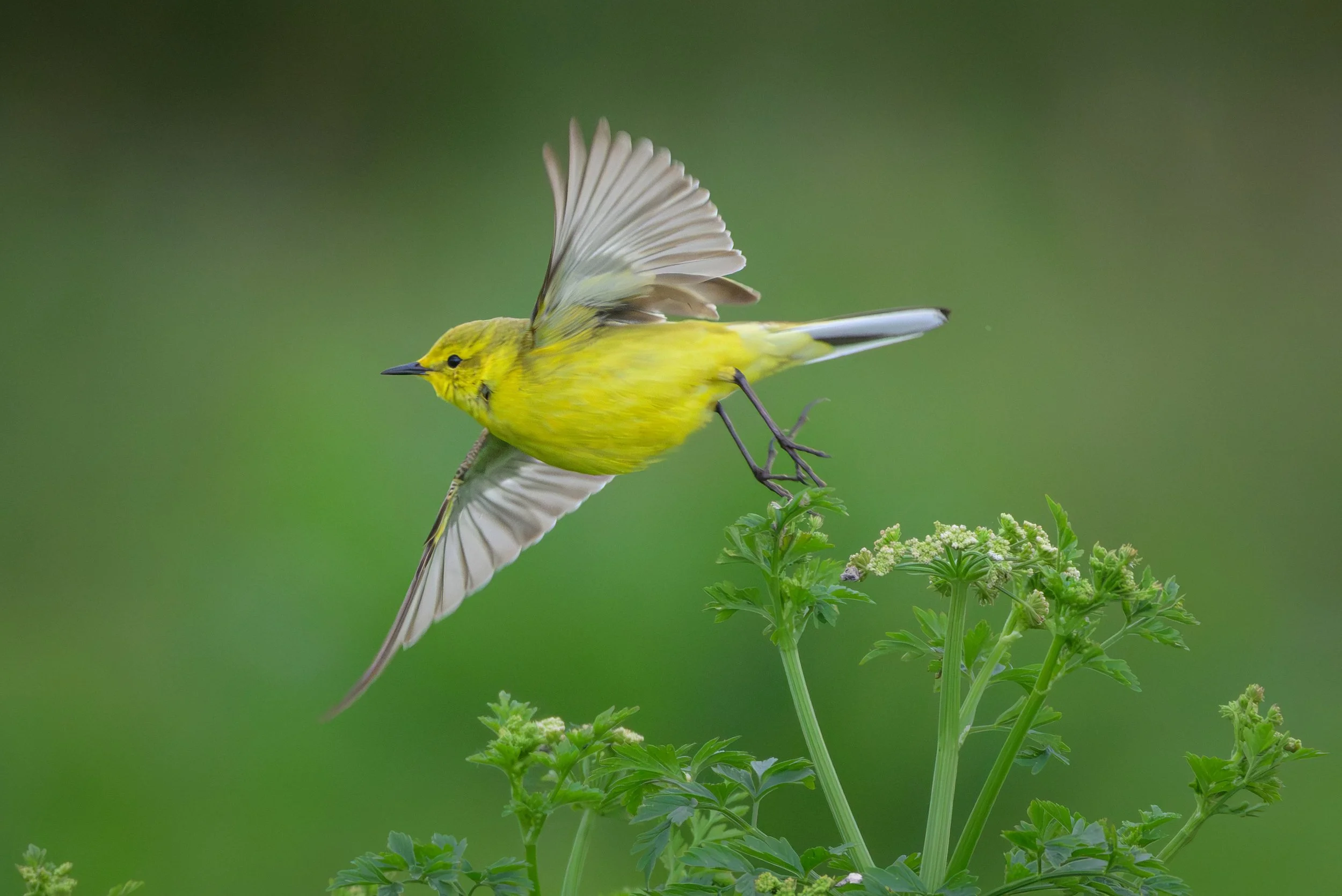 Song Birds_0031.jpg