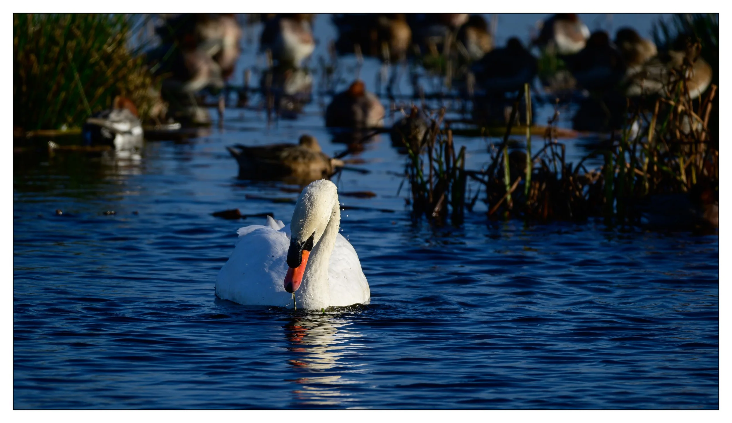 Mute Swan