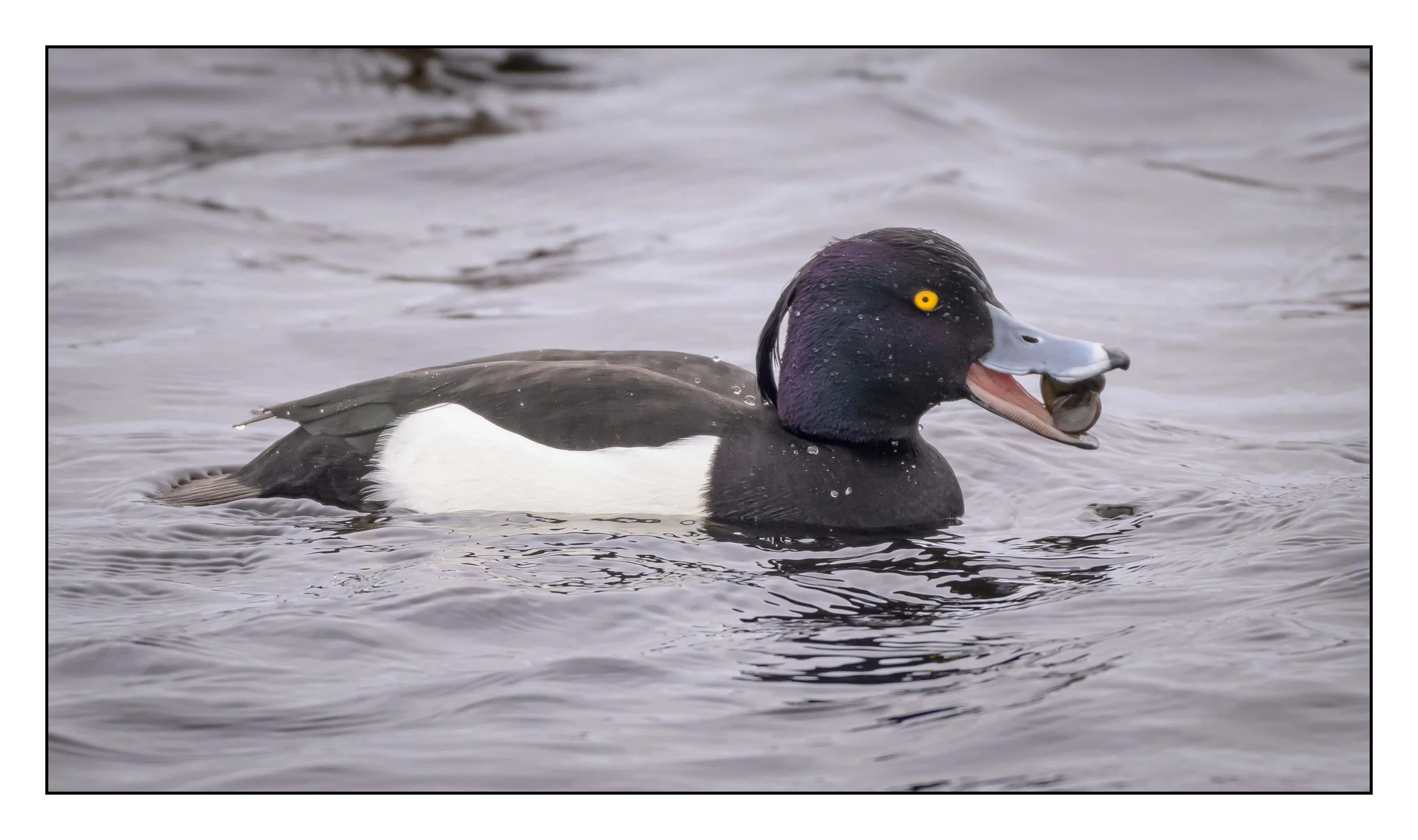 Tufted Duck
