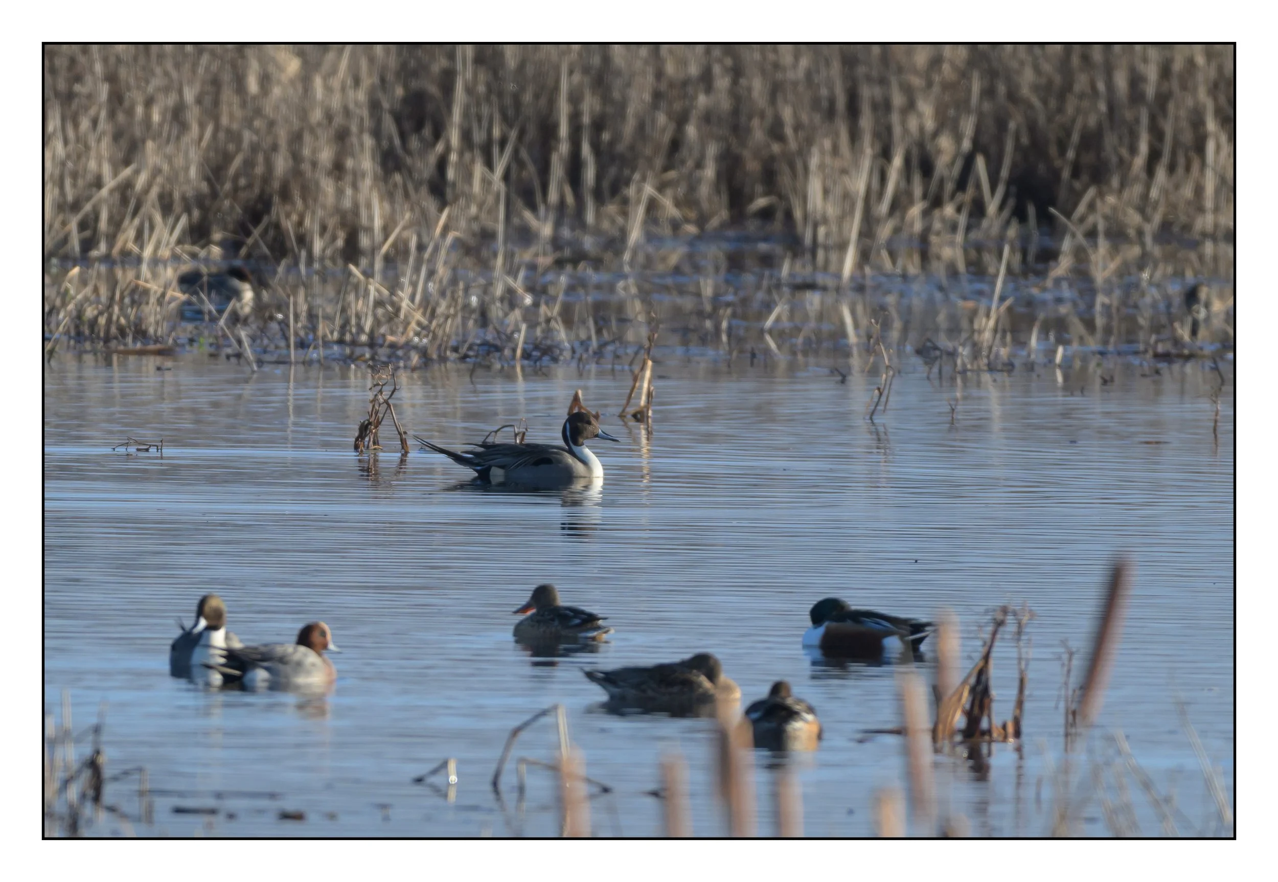 Pintail