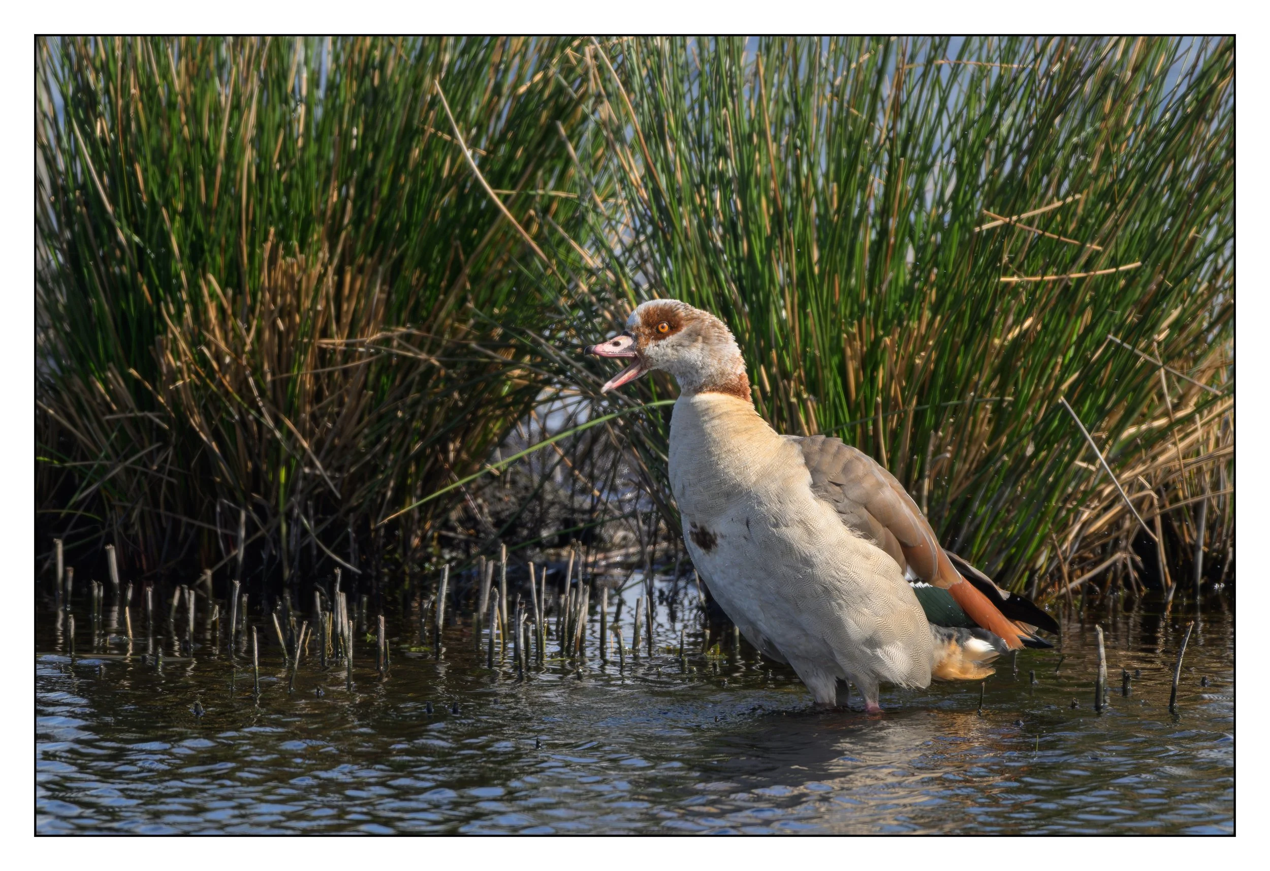 Egyptian Geese
