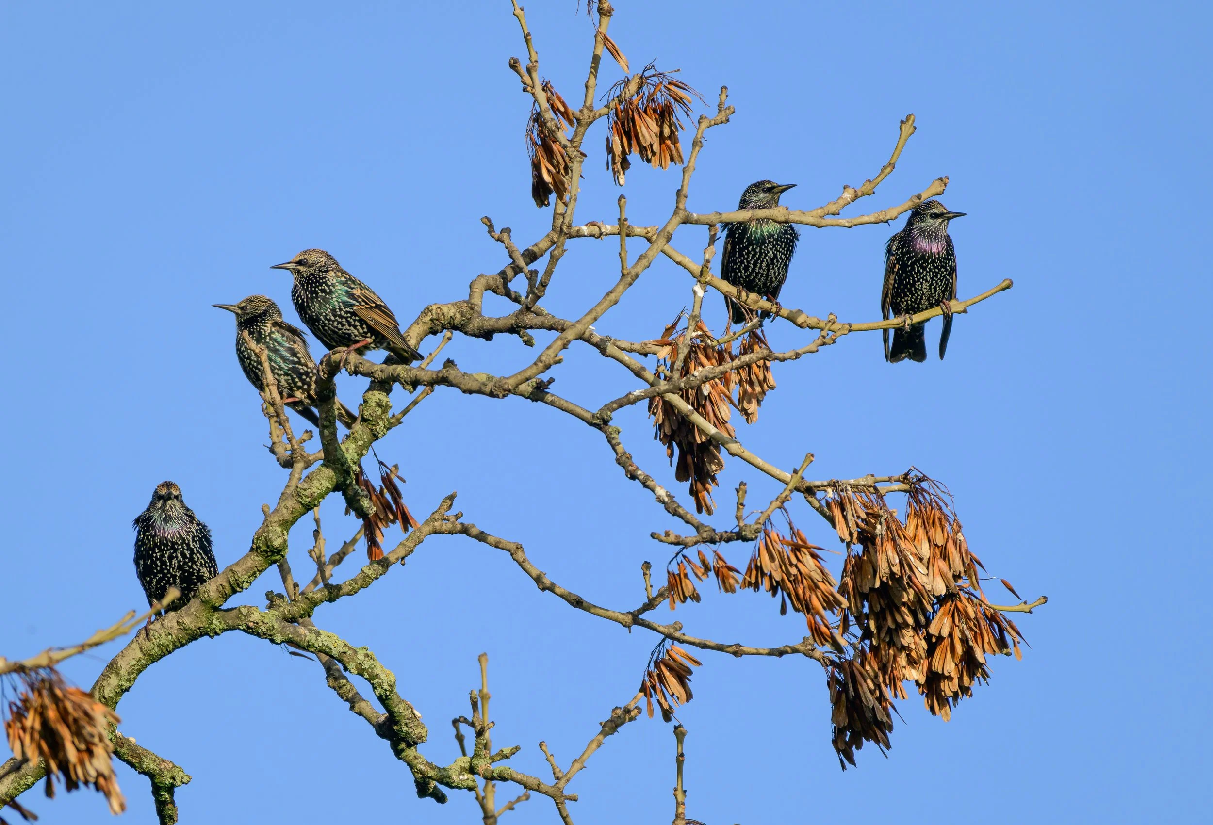 Song Birds_0013.jpg