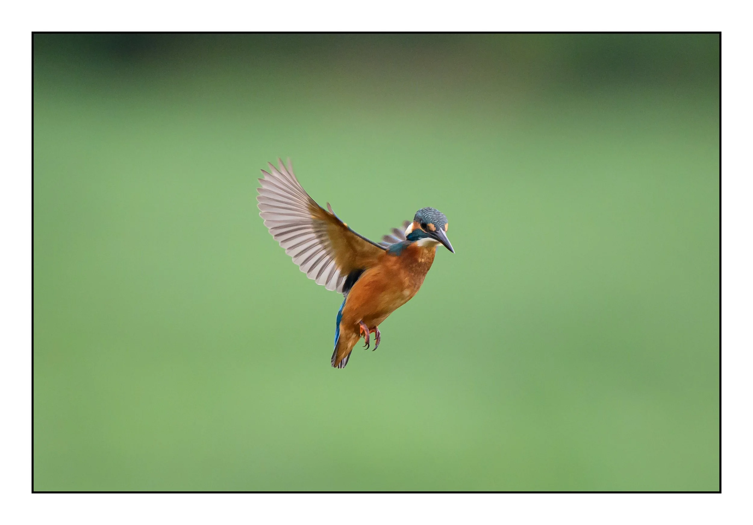 Kingfisher