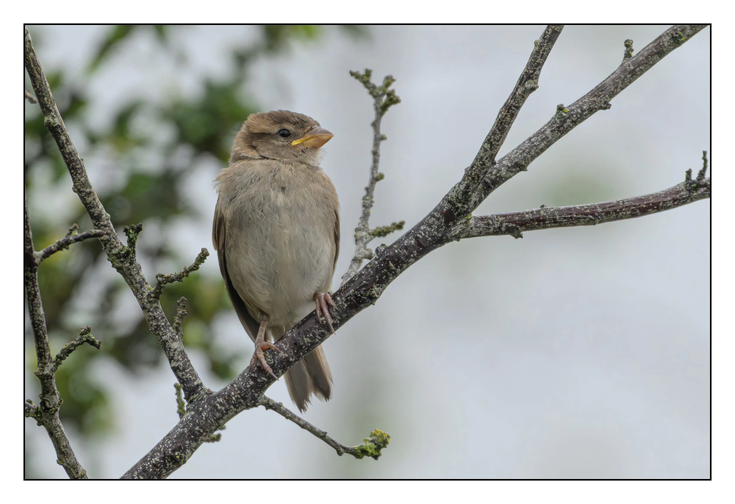 Song Birds_0038.jpg