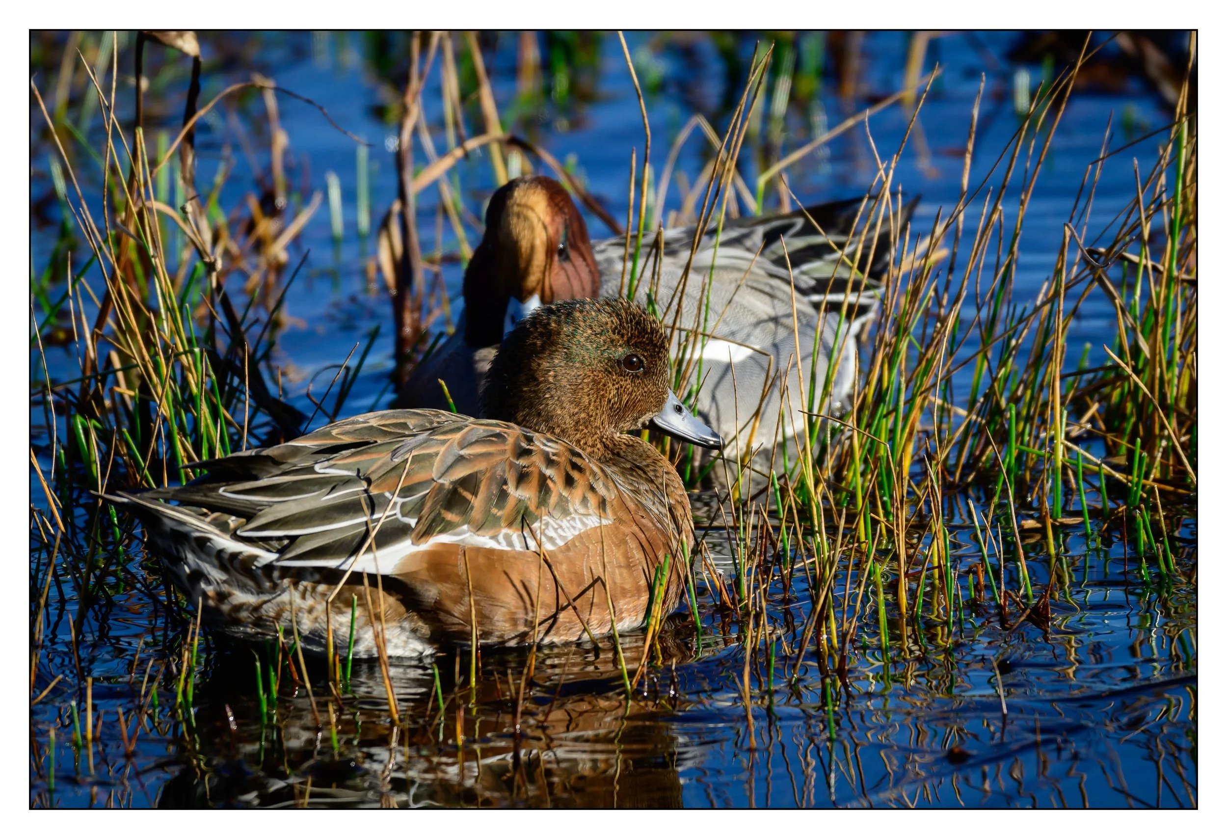 Wigeon