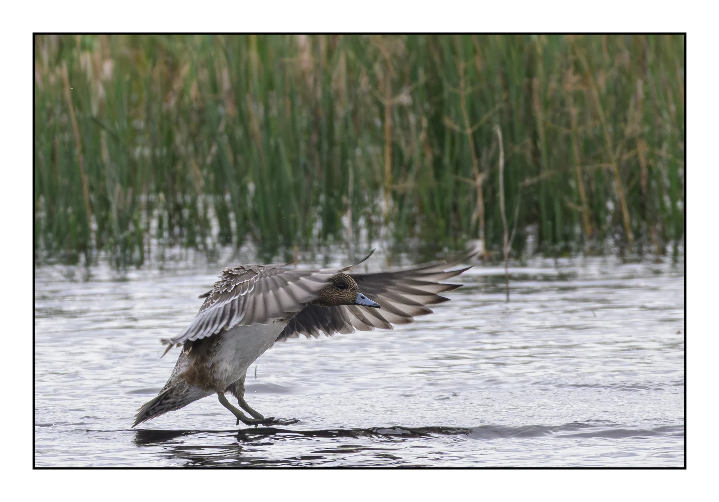 Wigeon
