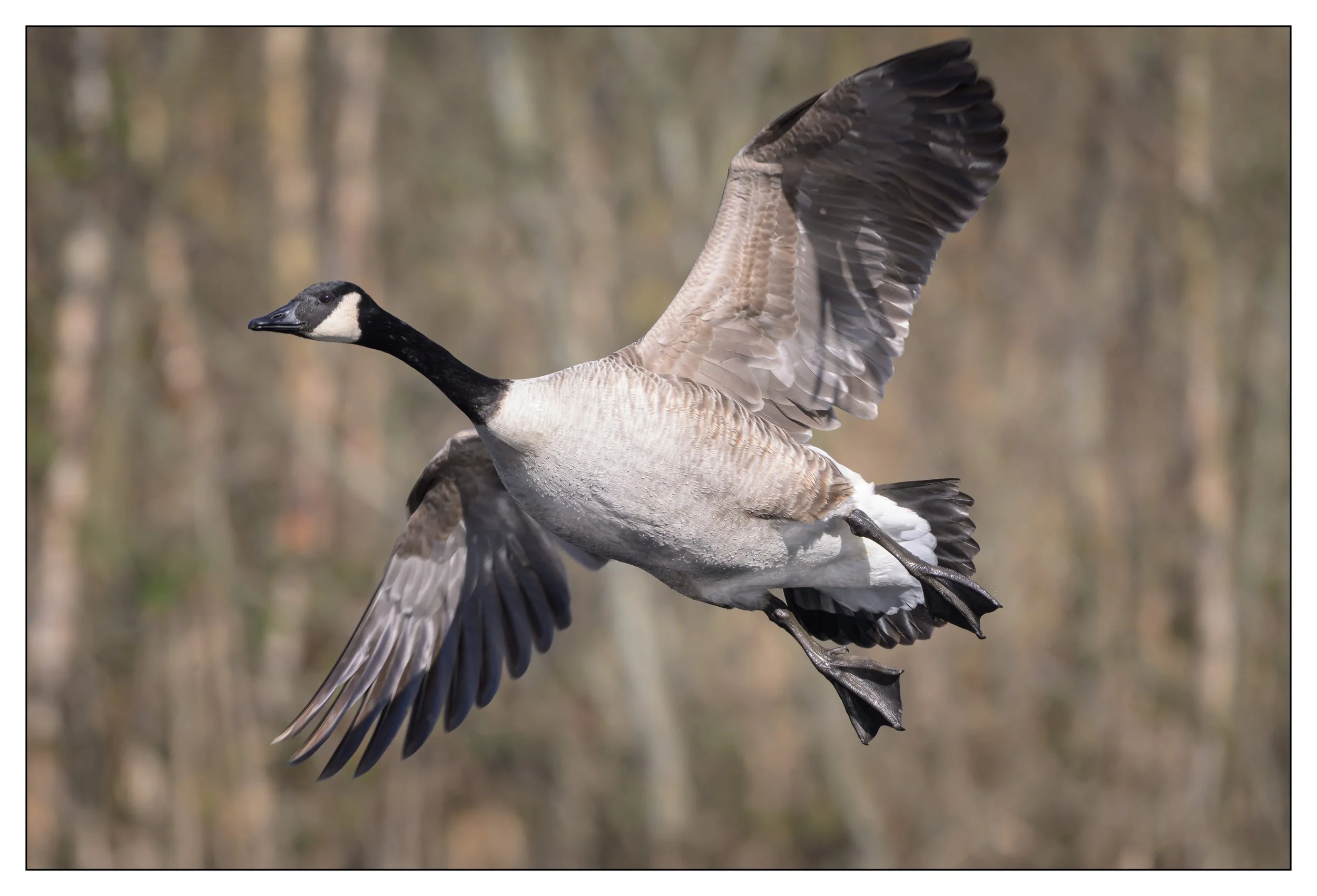 Canada Geese on a lake