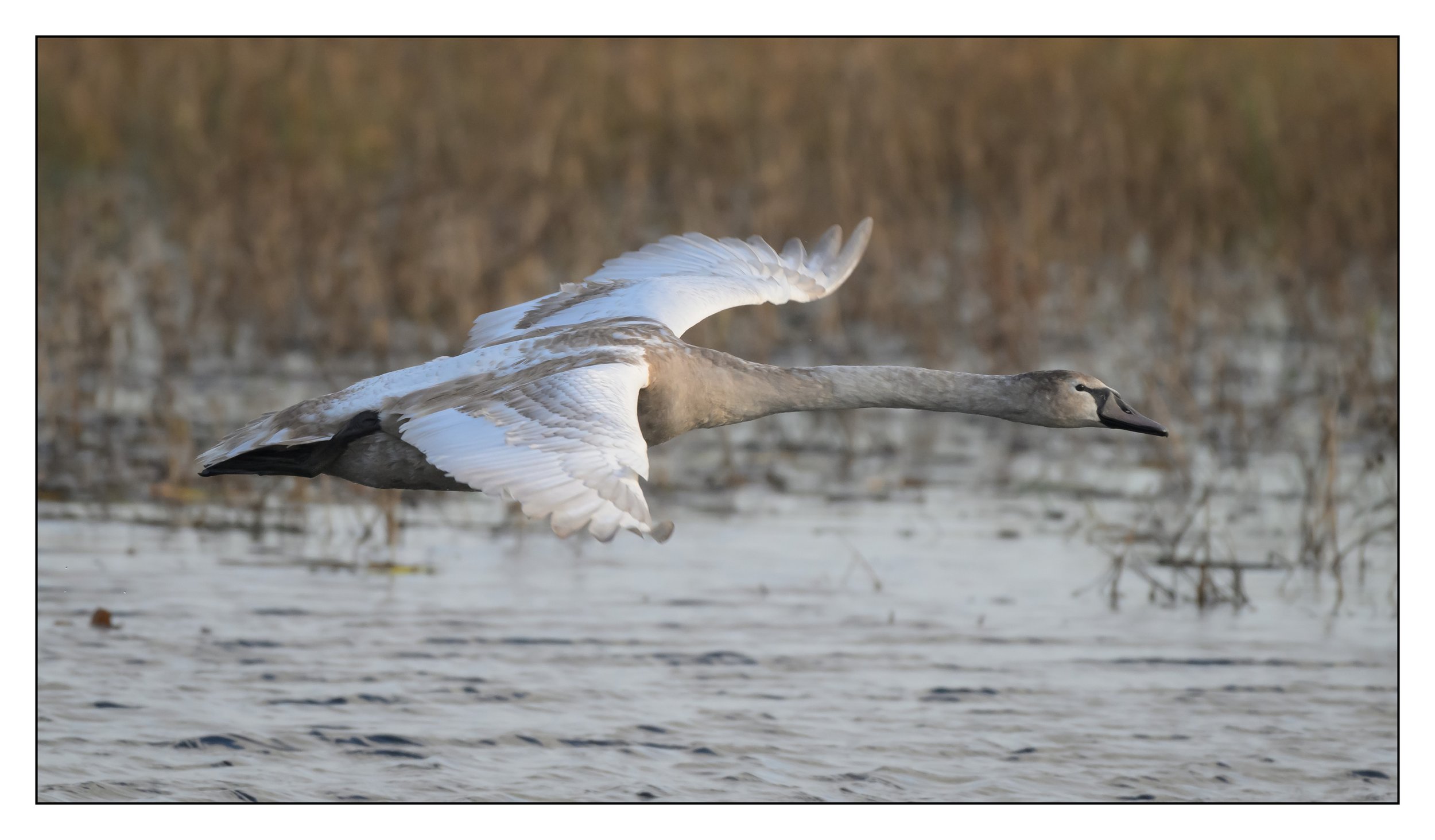 Mute Swan