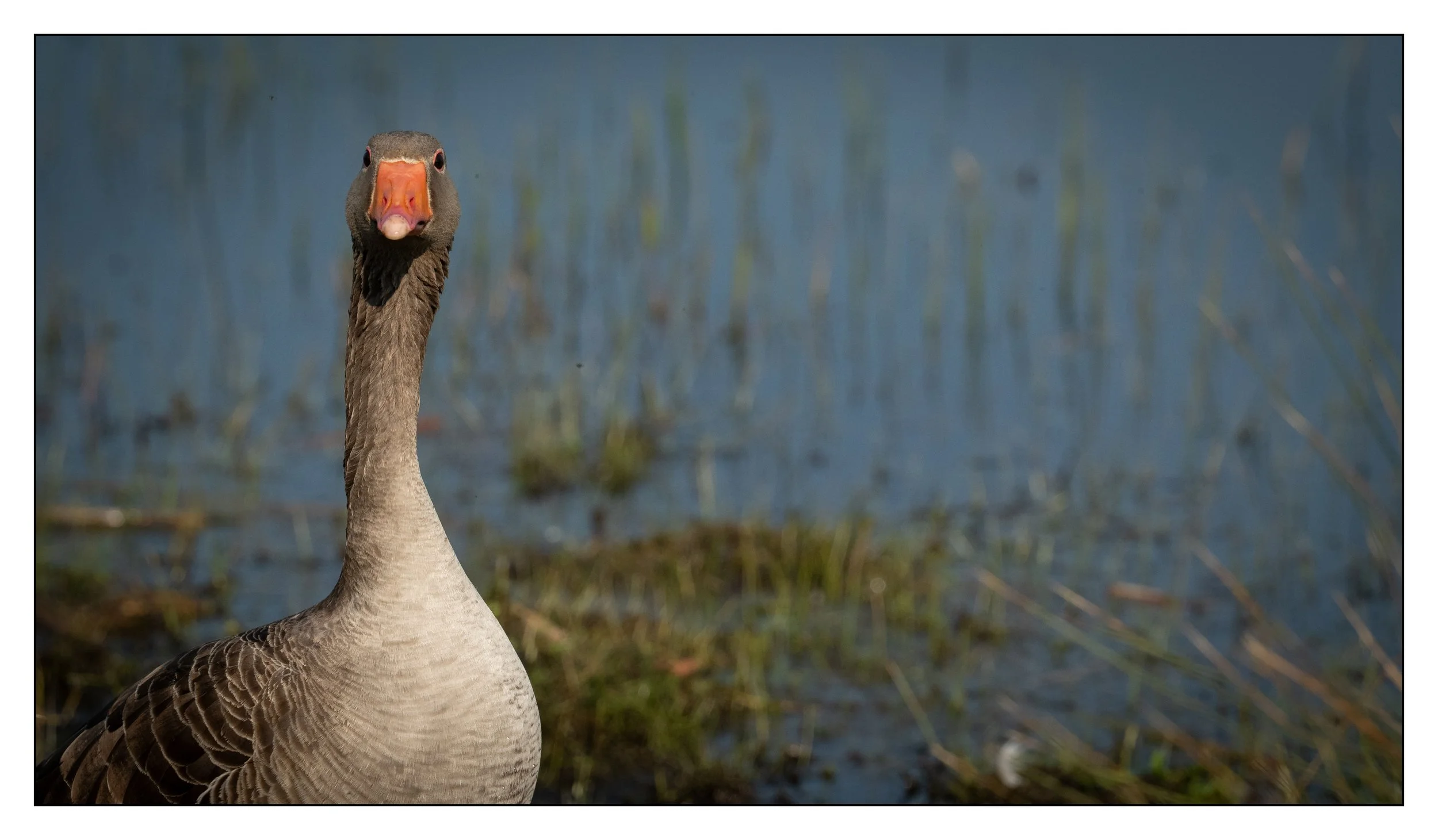 Greylag Geese