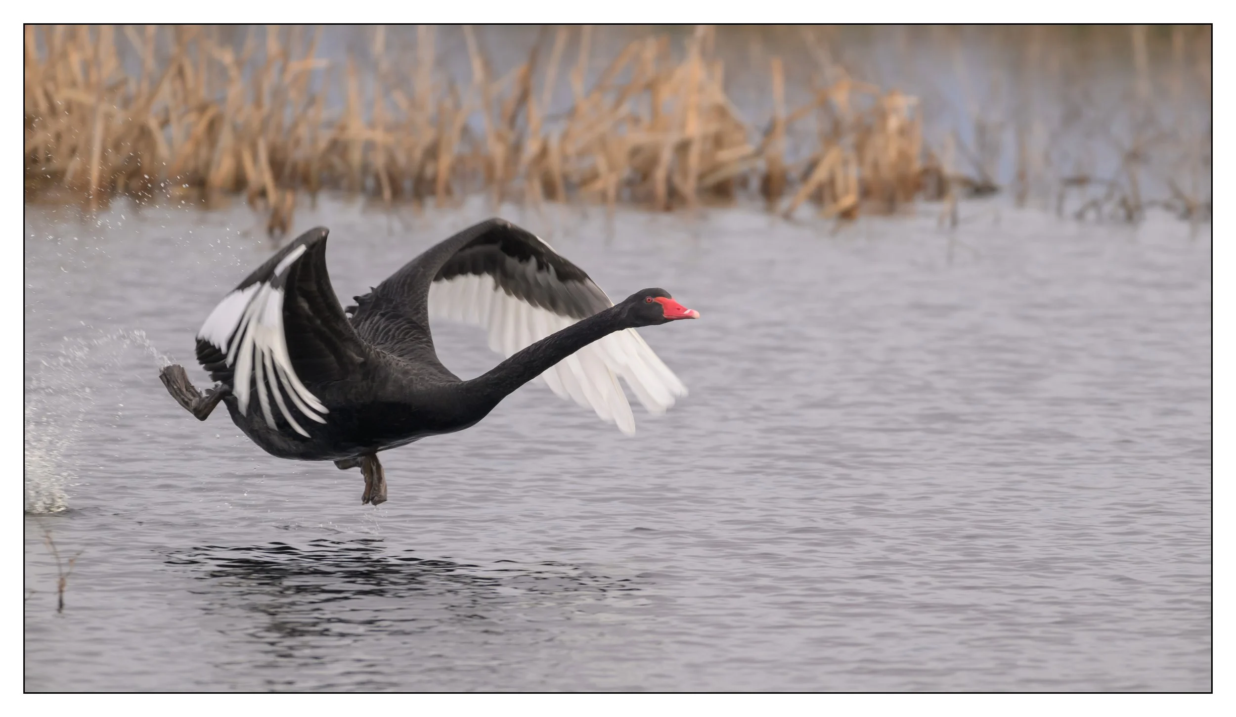 Black Swan