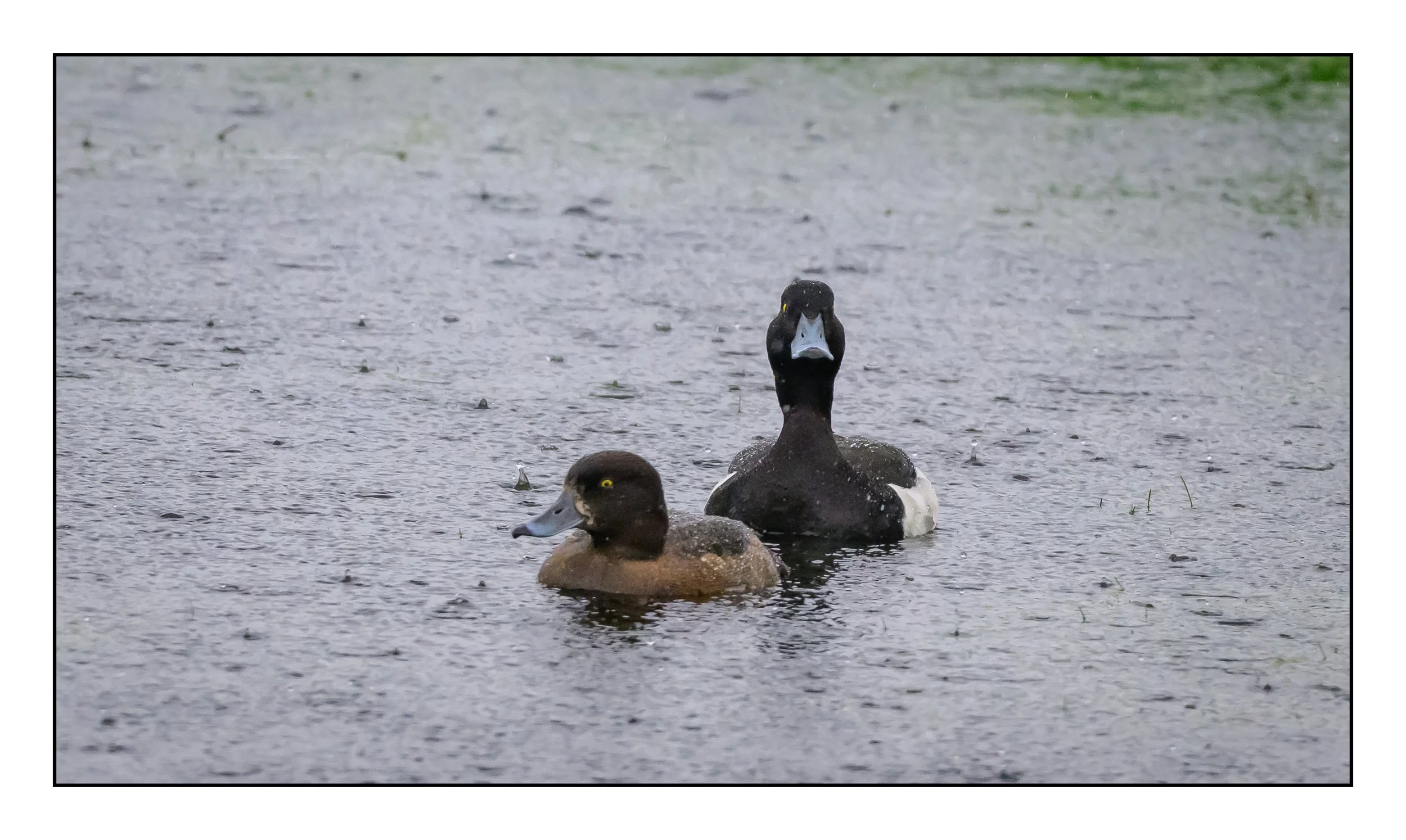 Tufted Duck