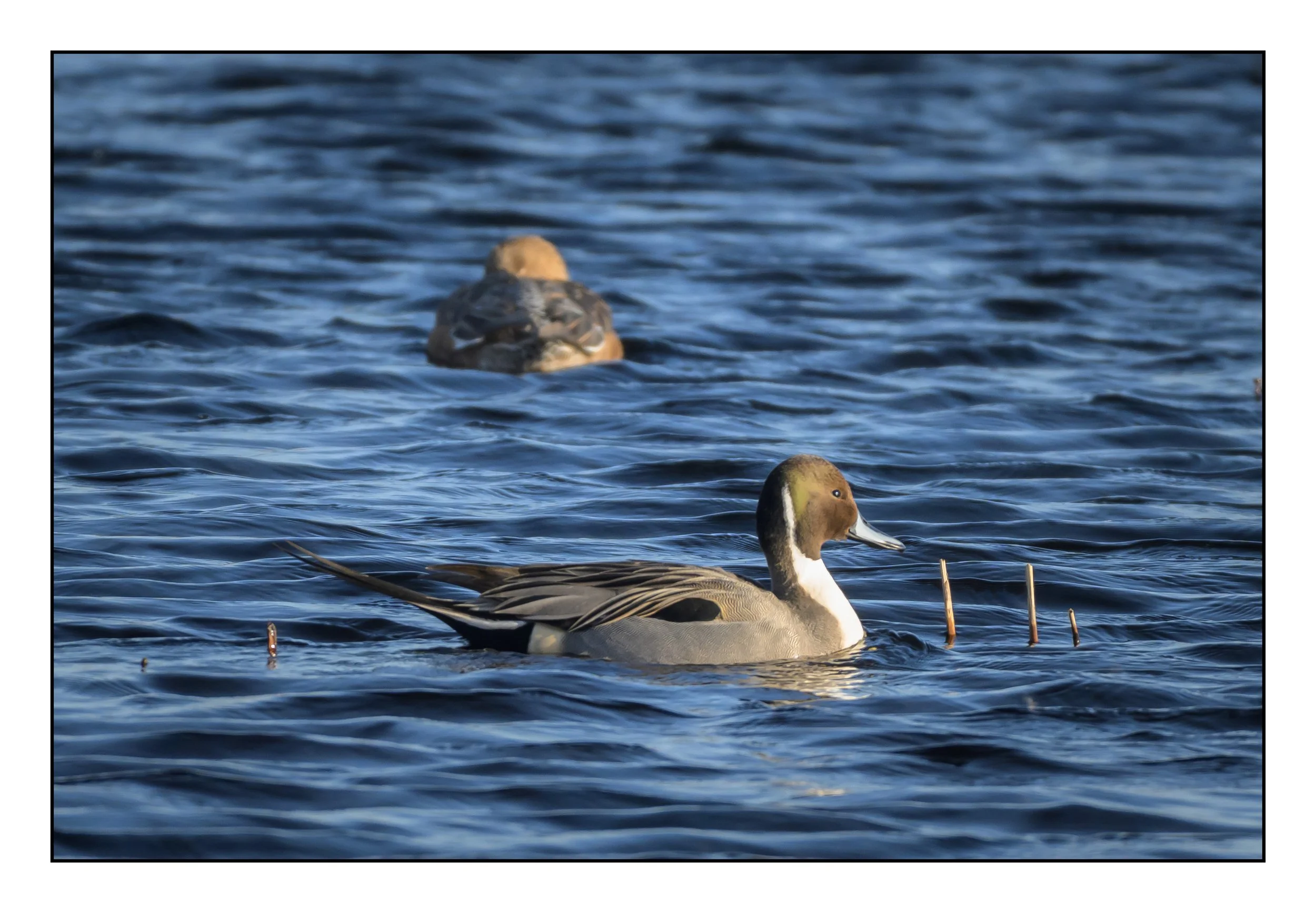 Pintail