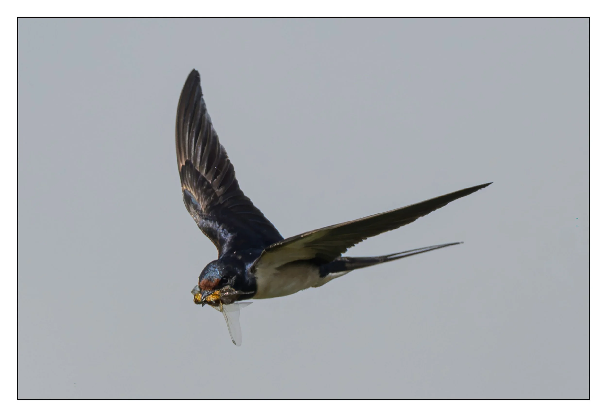 Song Birds_0061.jpg