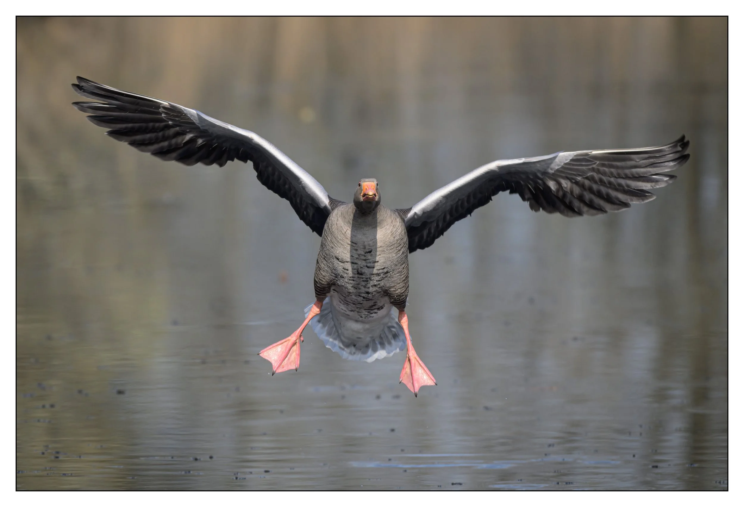 Greylag Geese