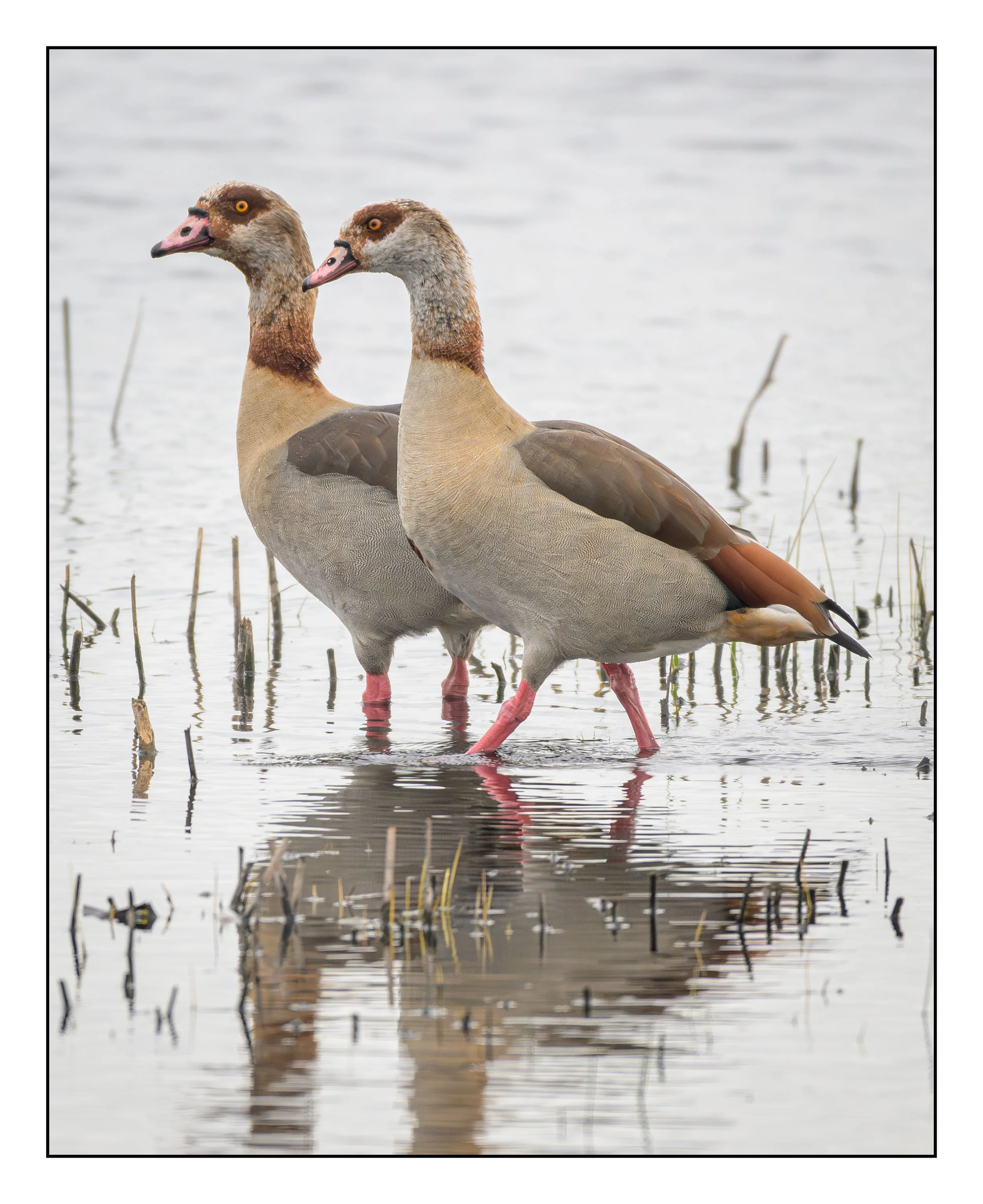 Egyptian Geese