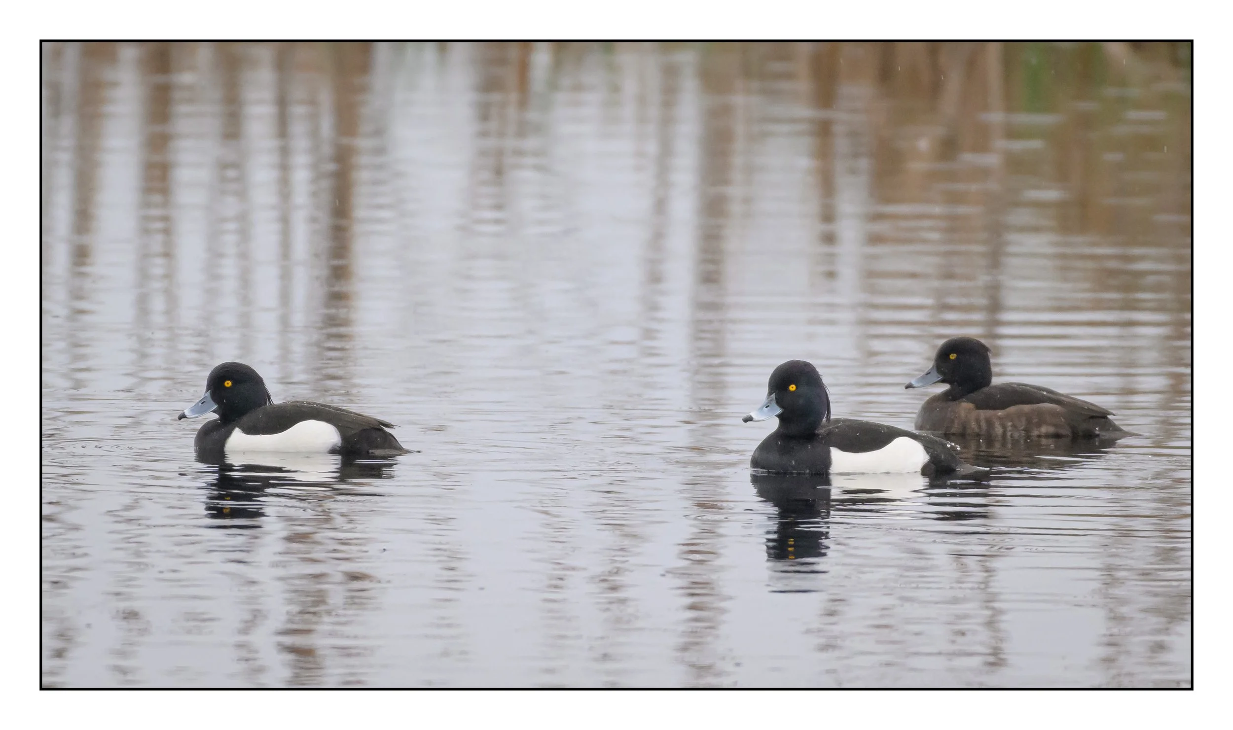 Tufted Duck