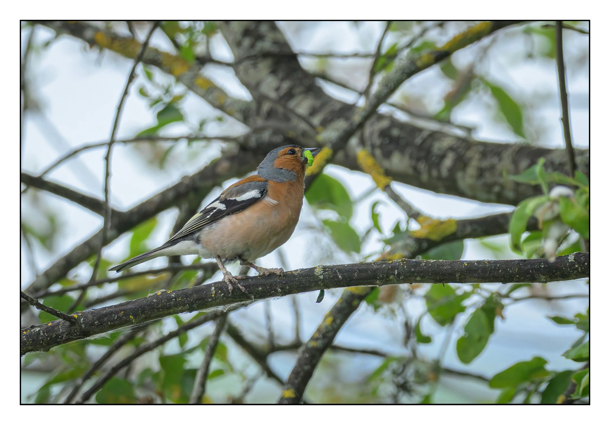 Song Birds_0033.jpg