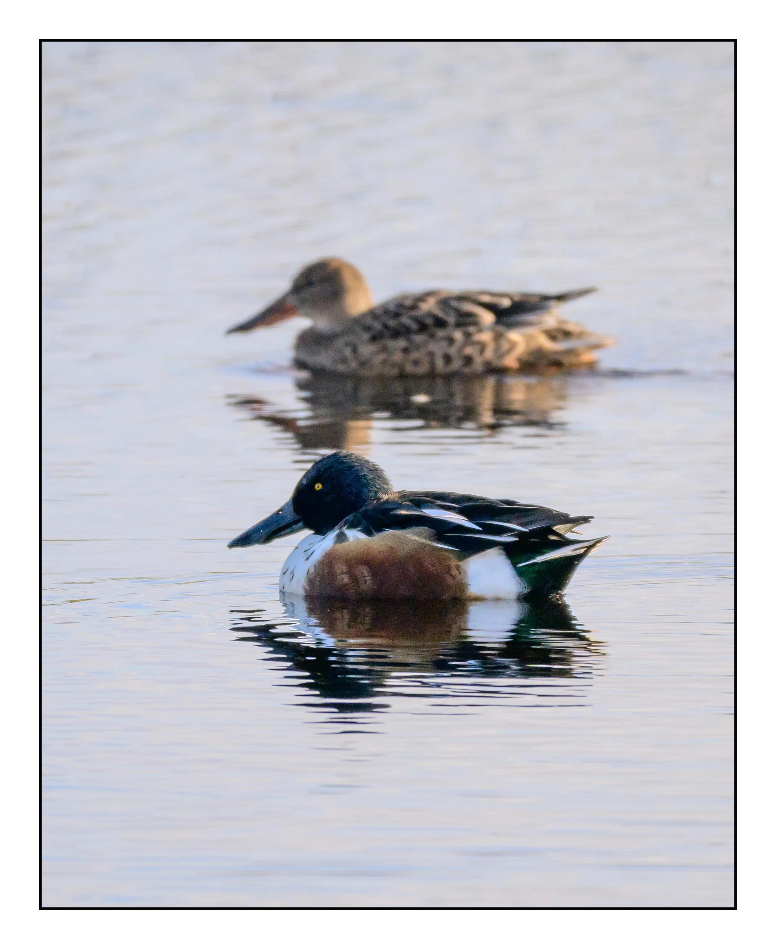 Northern Shoveler