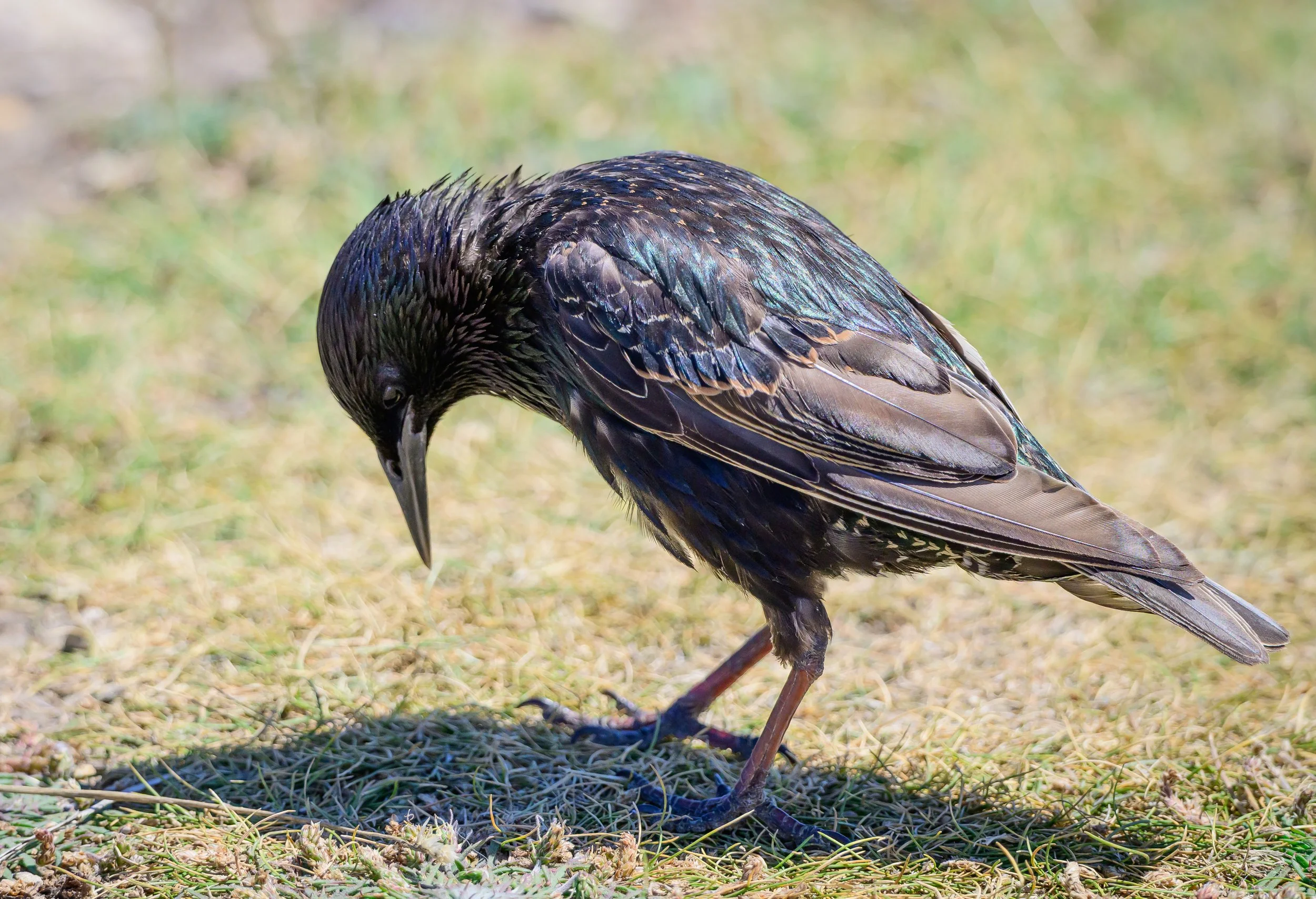 Song Birds_0004.jpg