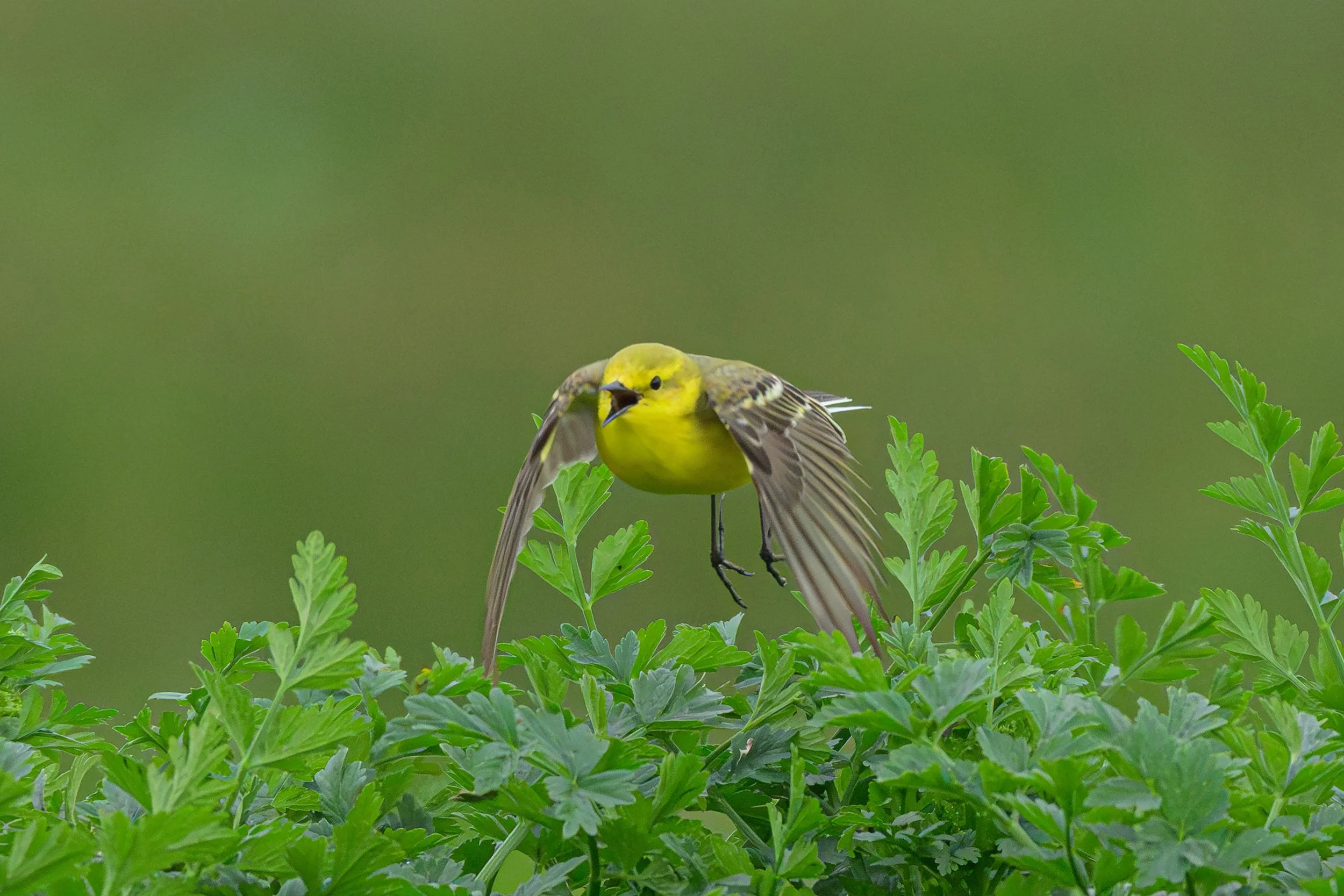 Song Birds_0029.jpg