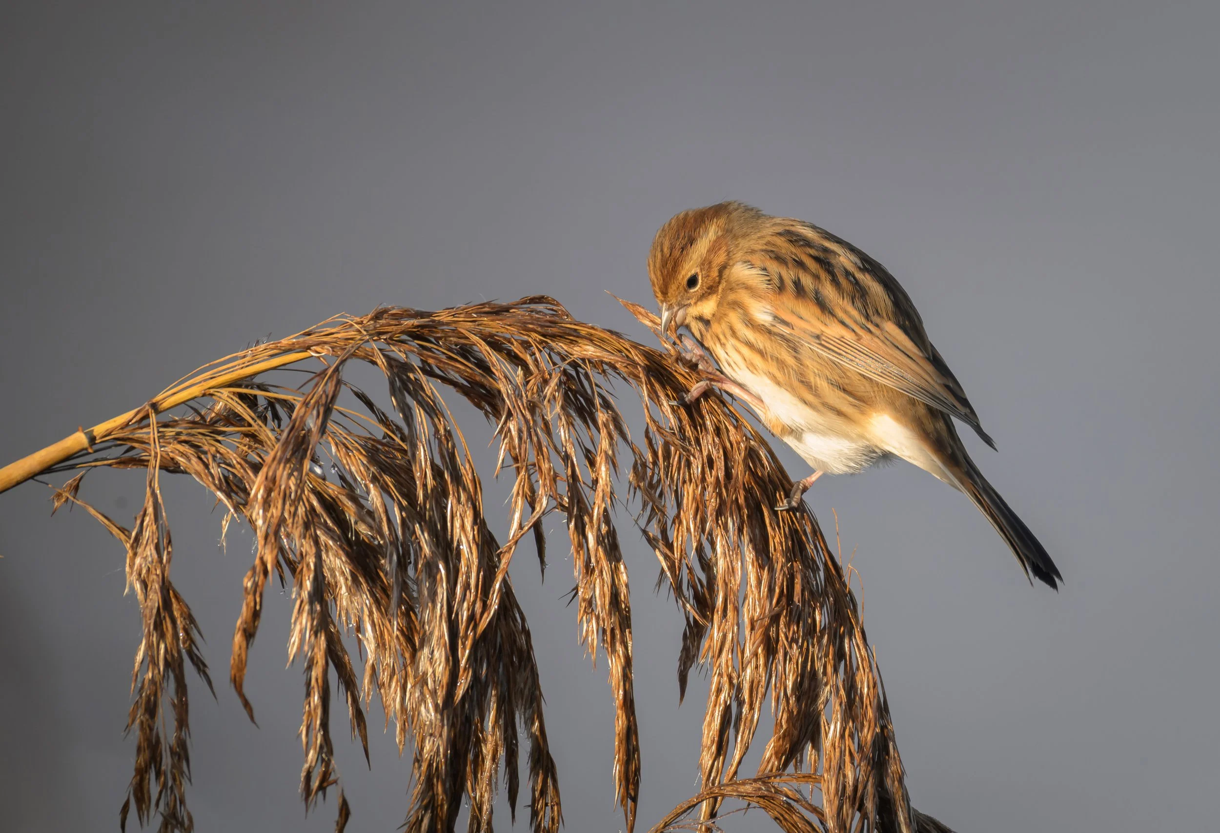 Song Birds_0021.jpg