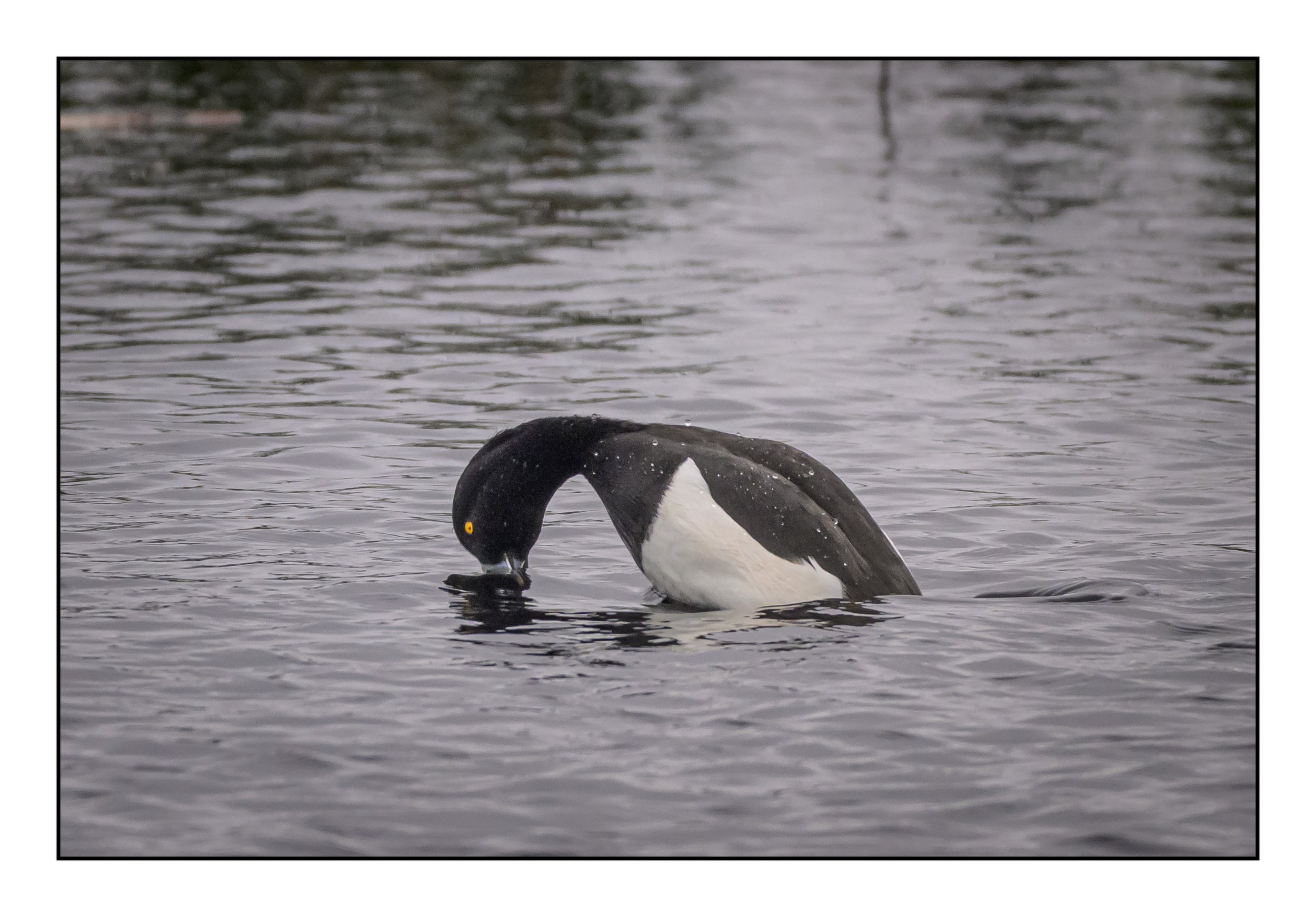 Tufted Duck