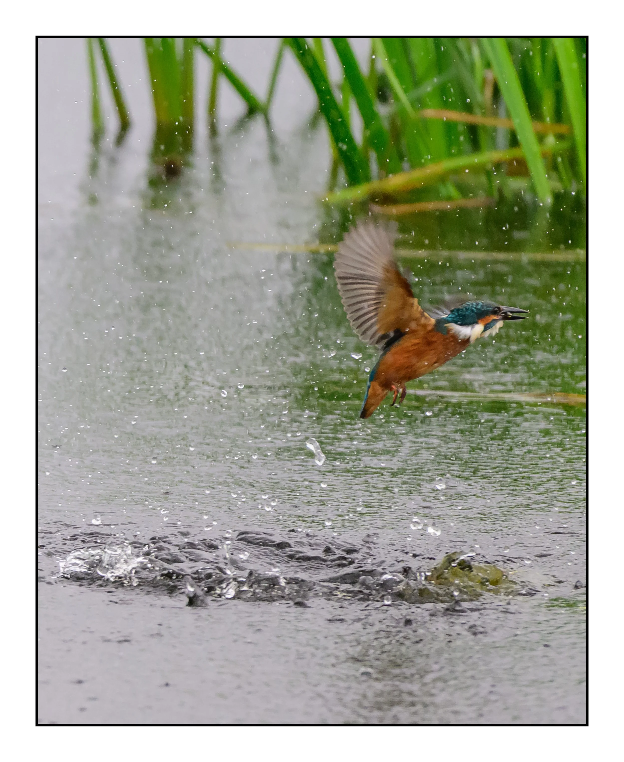 Kingfisher