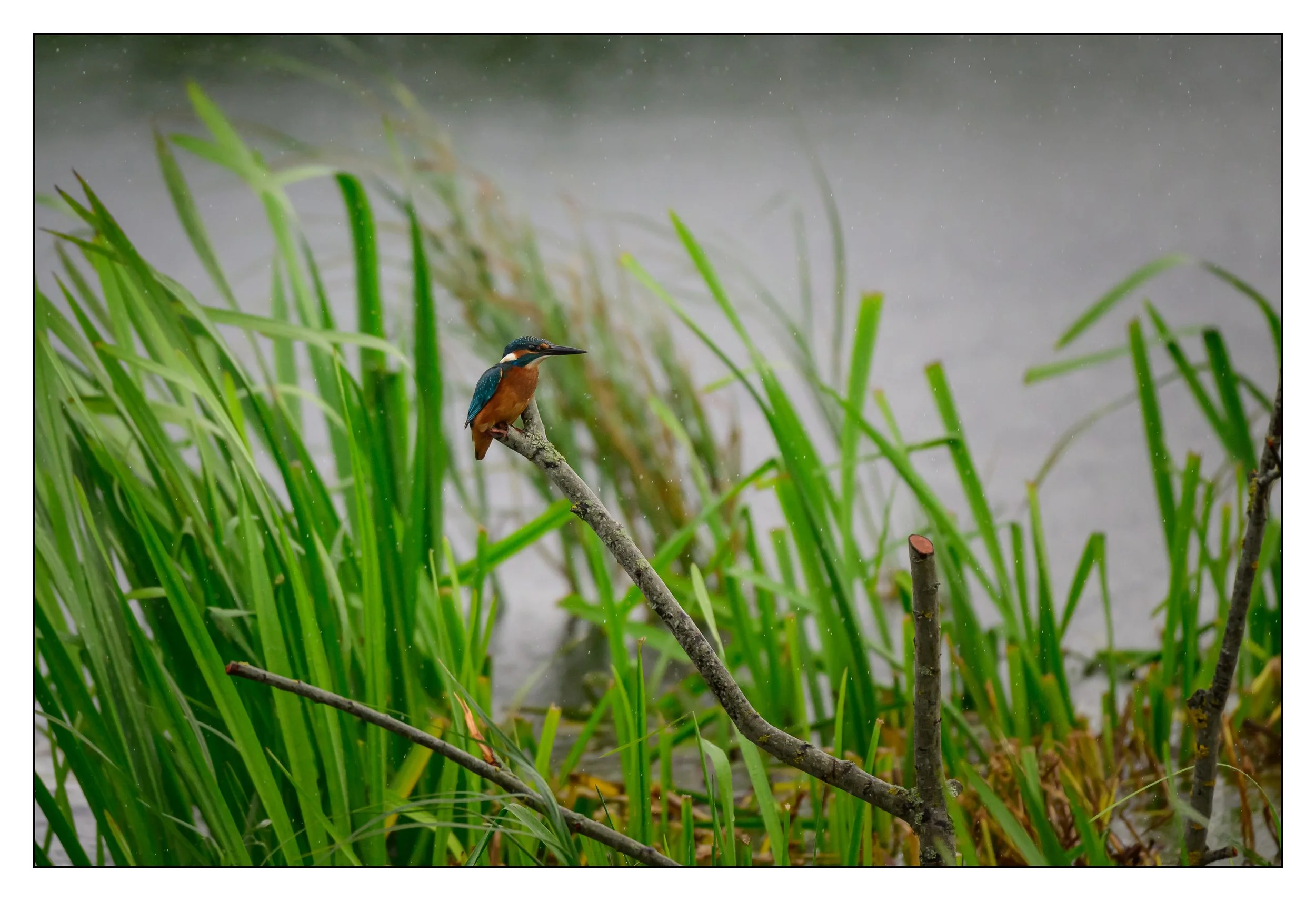 Kingfisher