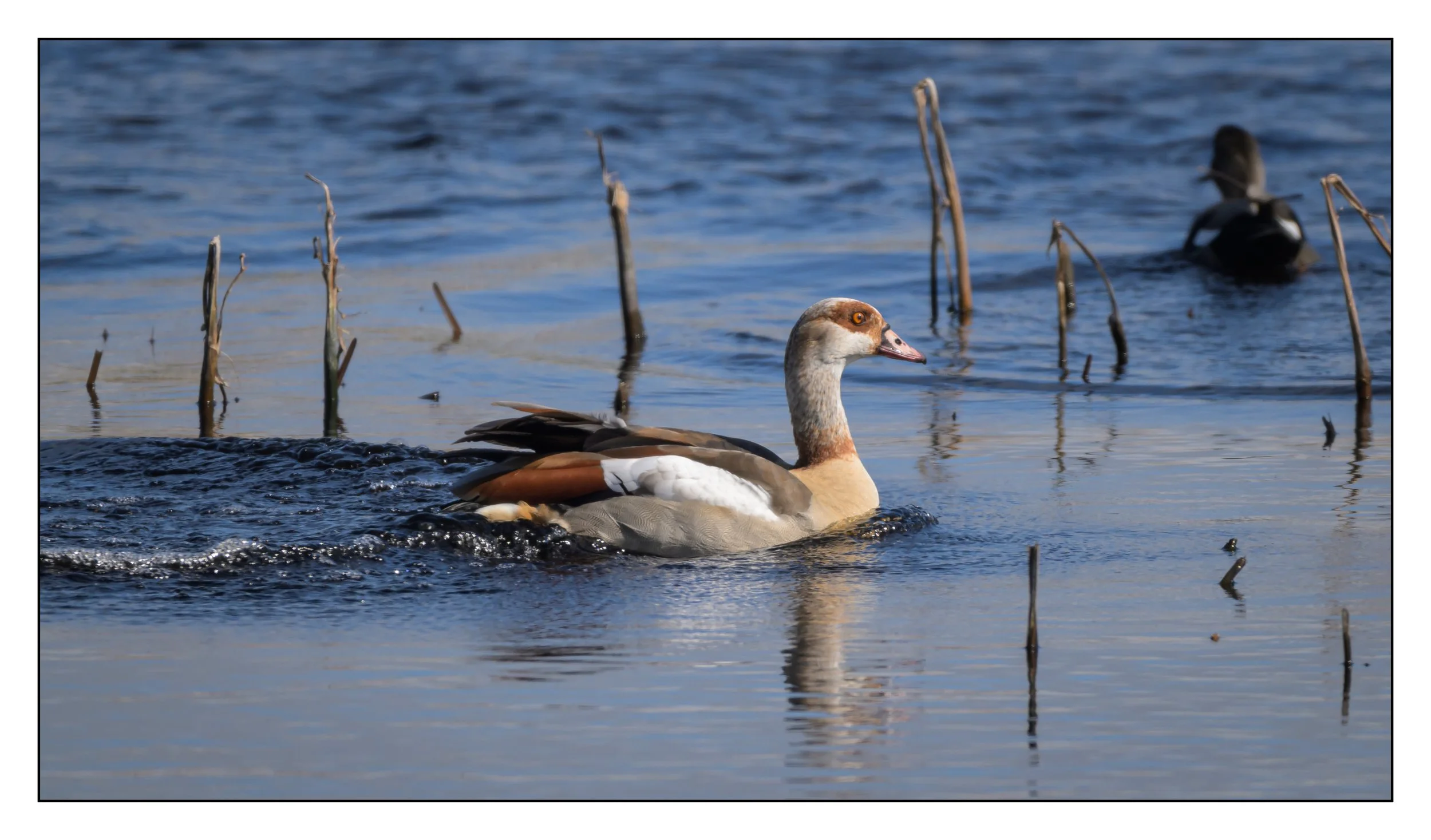 Egyptian Geese