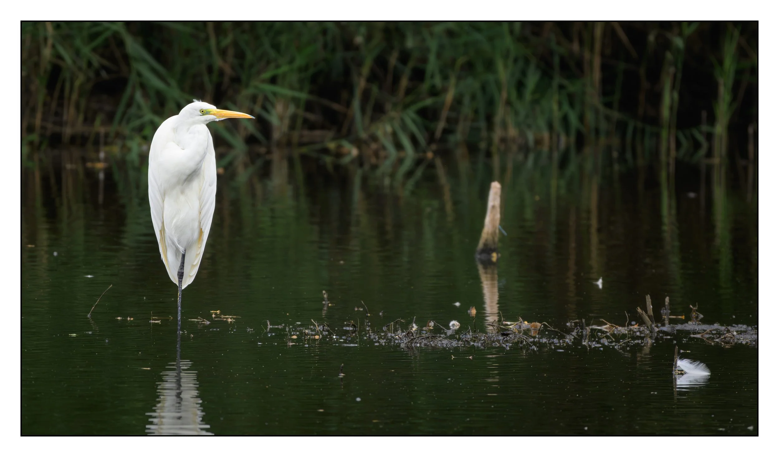 Great White egret