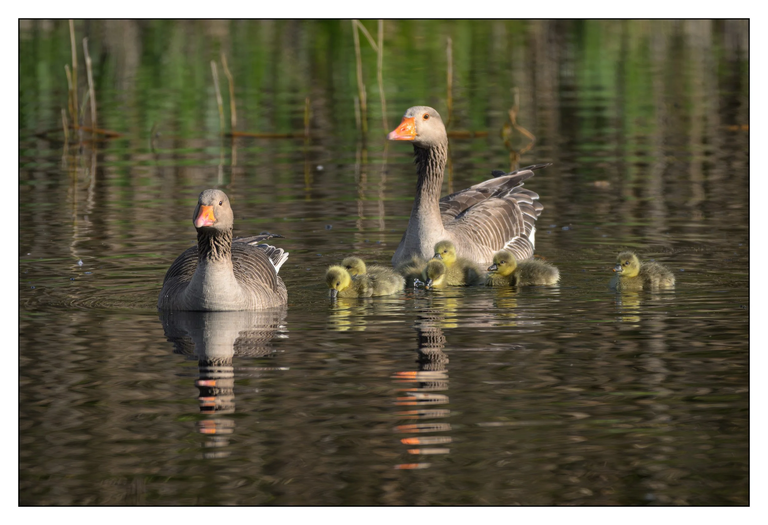 Greylag Geese