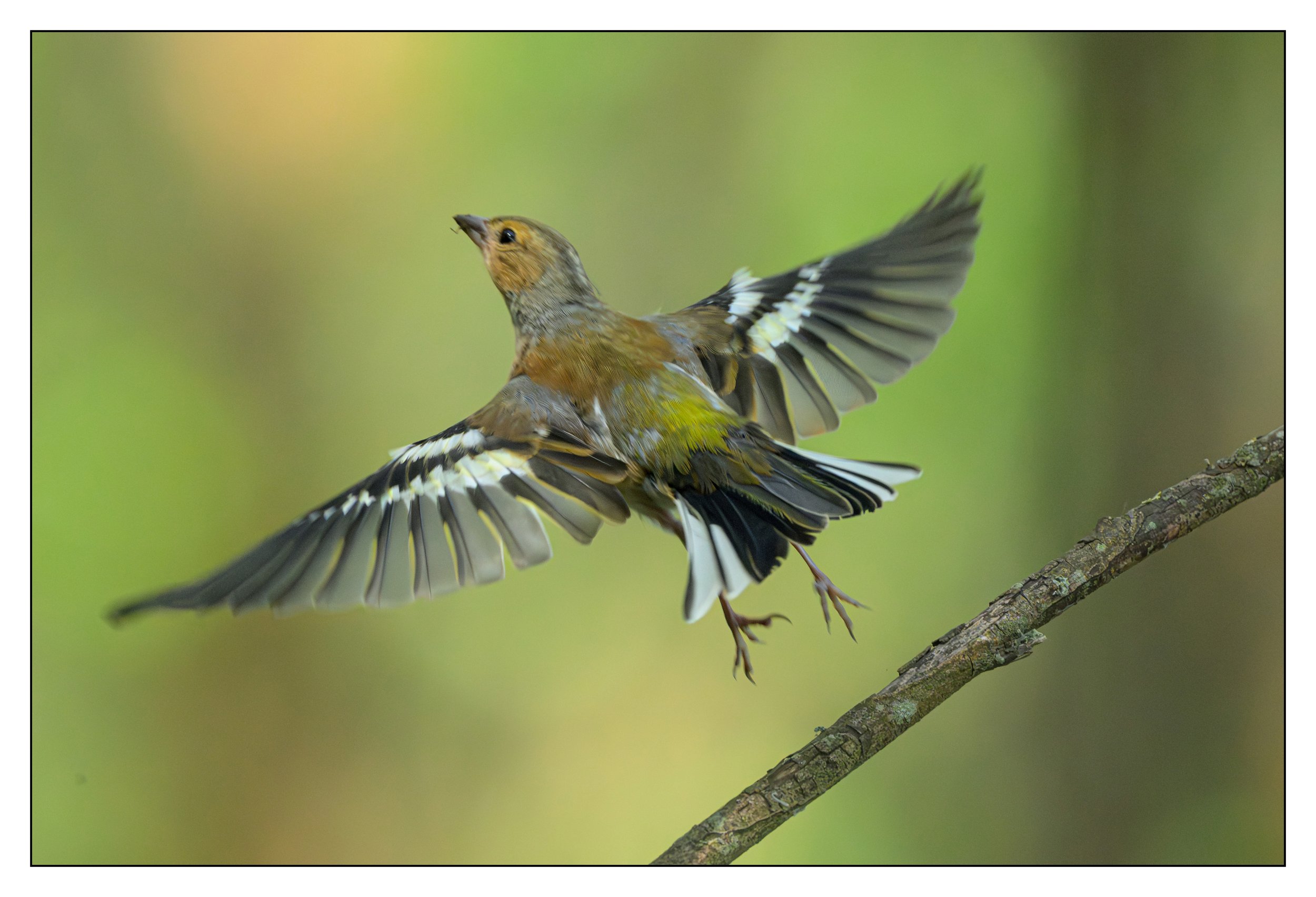 Song Birds_0047.jpg