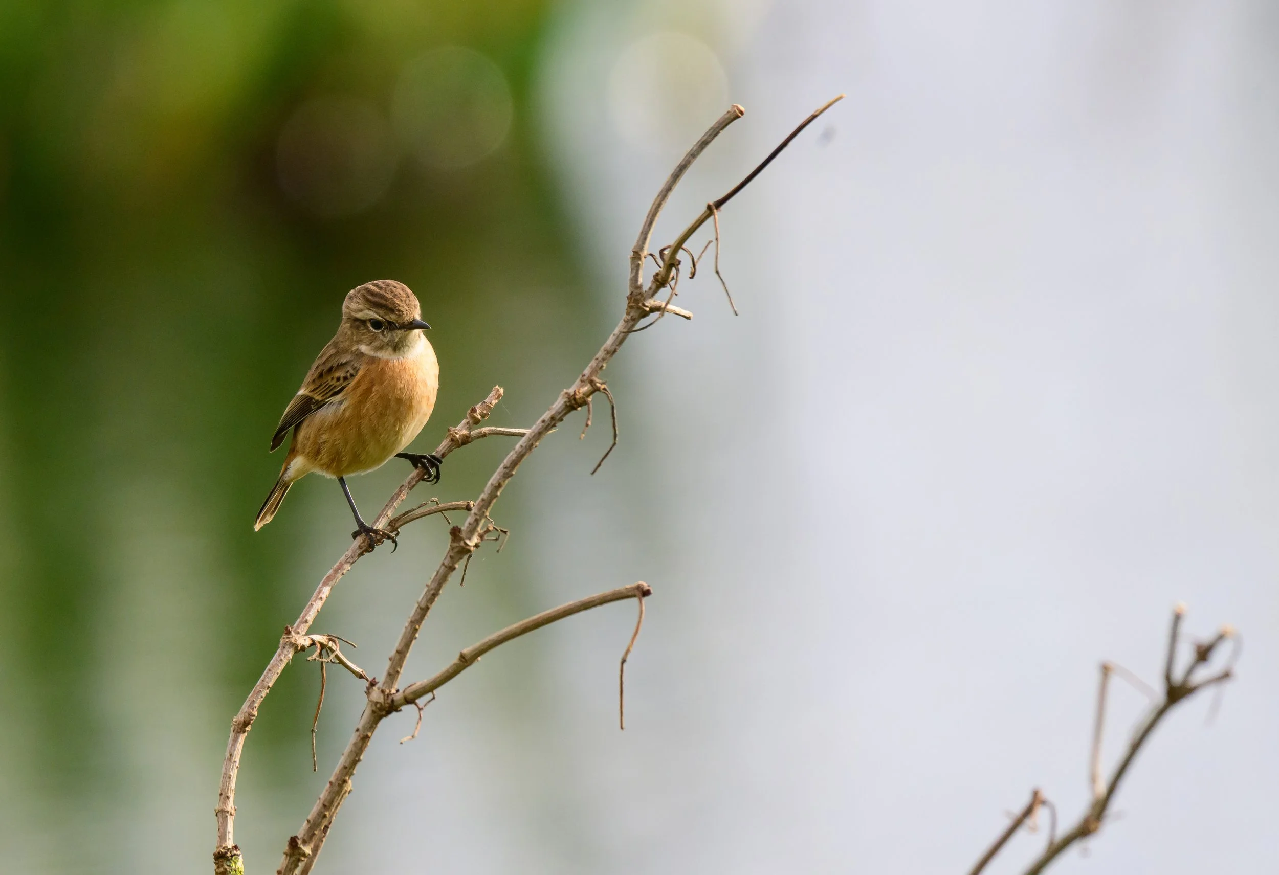 Song Birds_0011.jpg