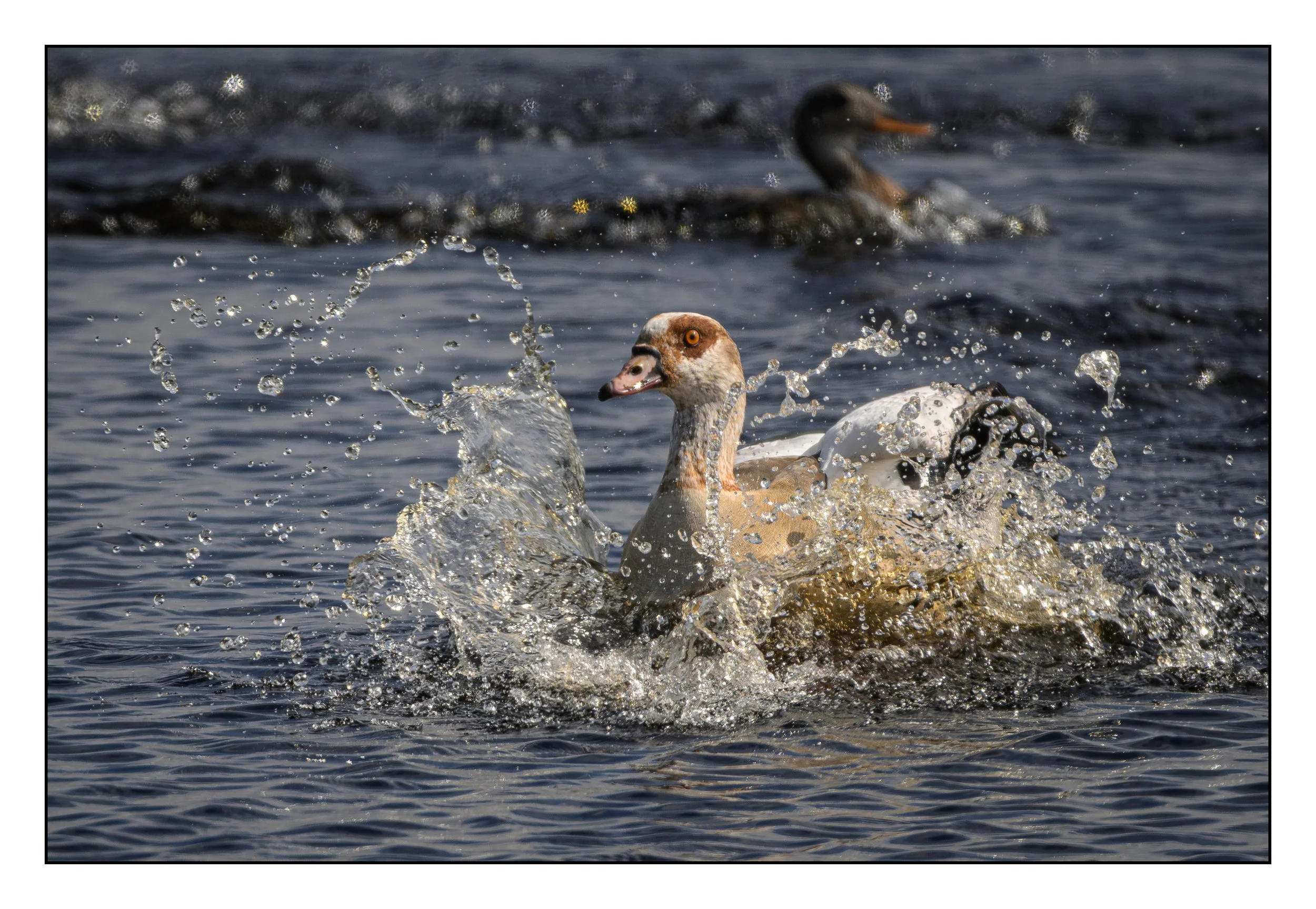 Egyptian Geese