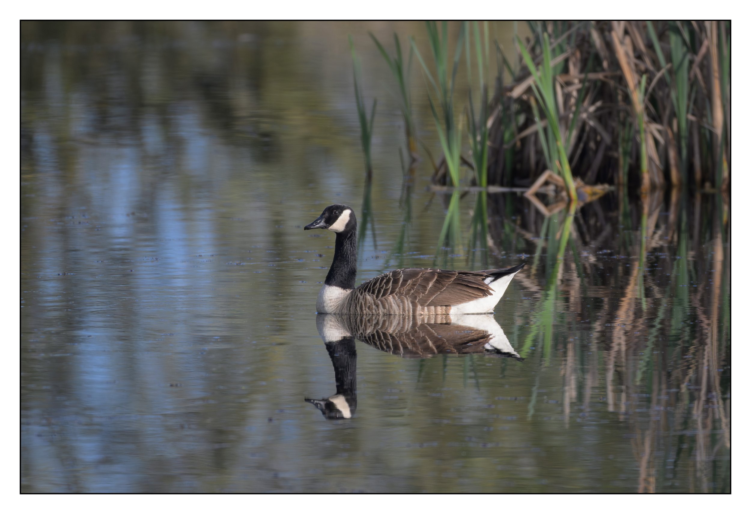 Canada Goose on a lake