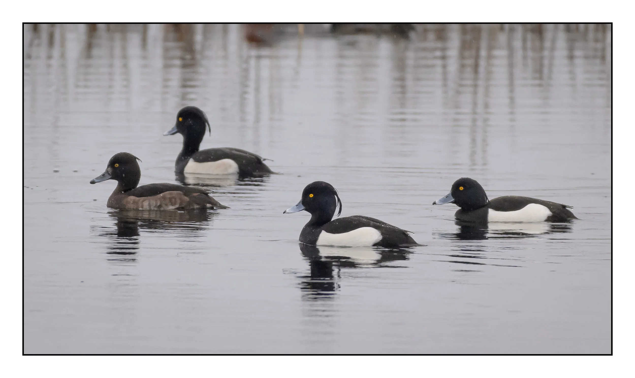 Tufted Duck