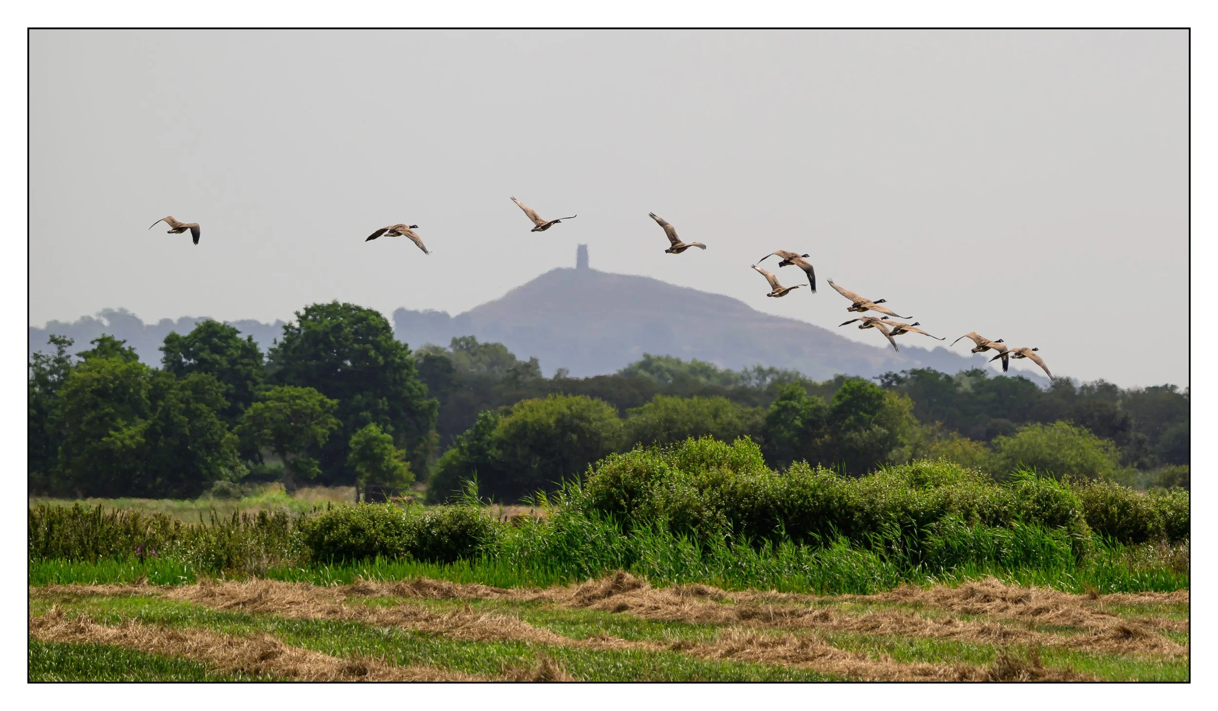 Canada Geese in flight