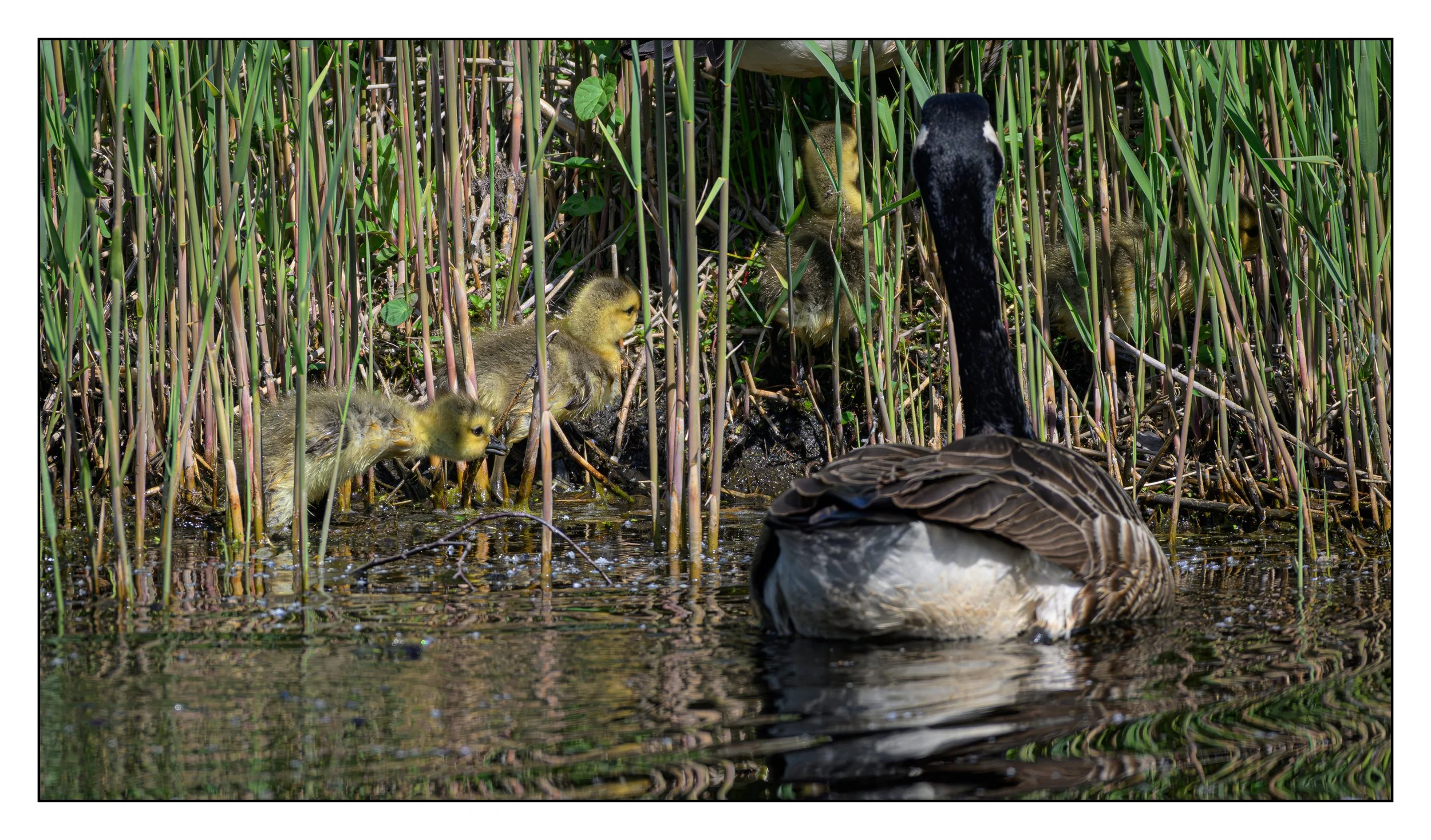 Canada Geese goslings