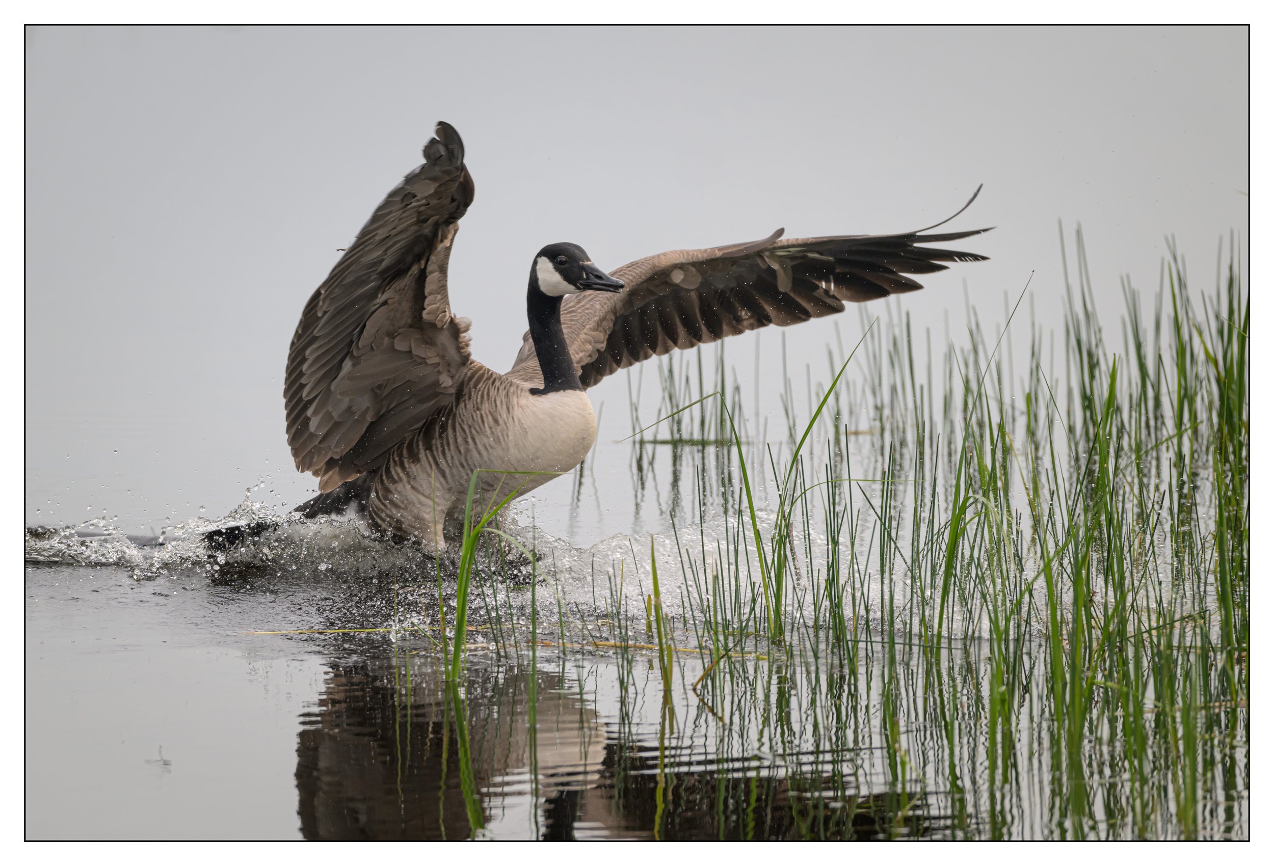 Canada Goose landing on water