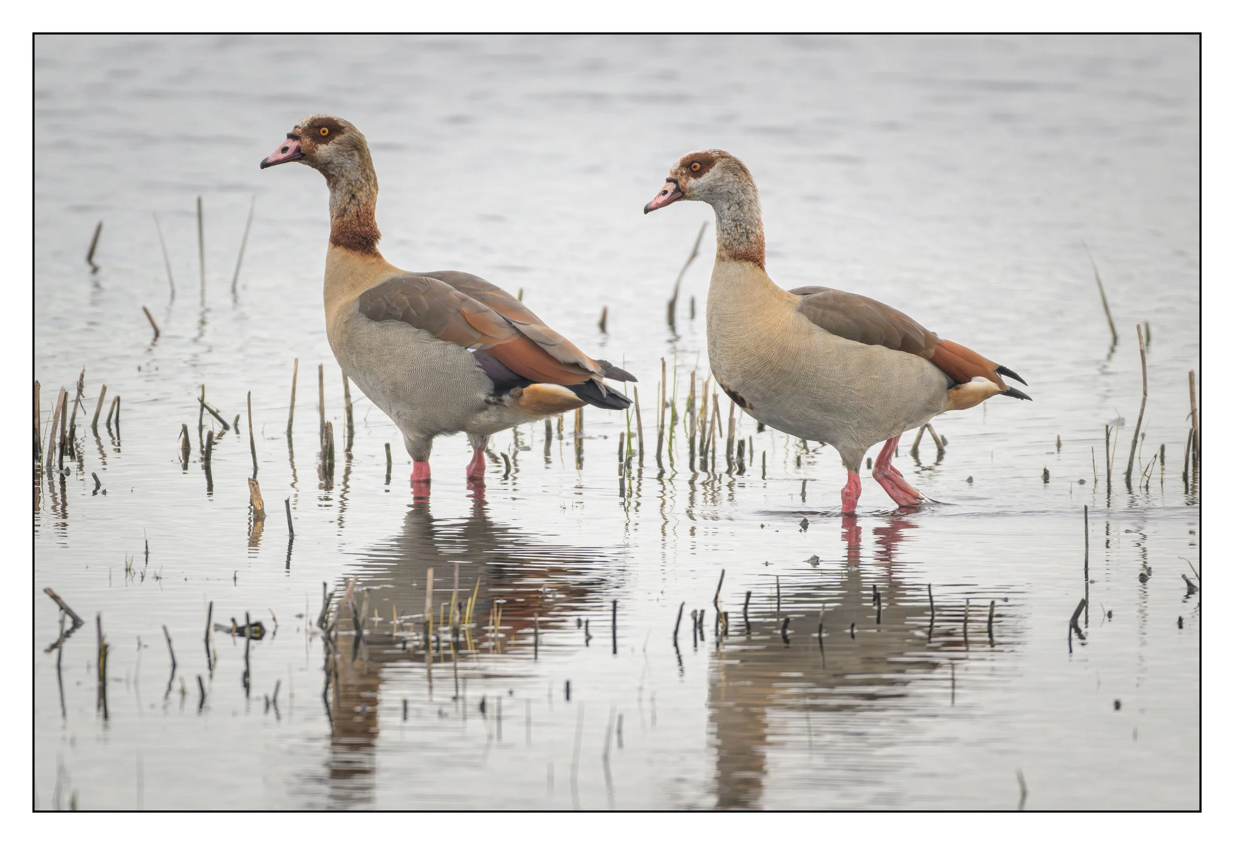 Egyptian Geese
