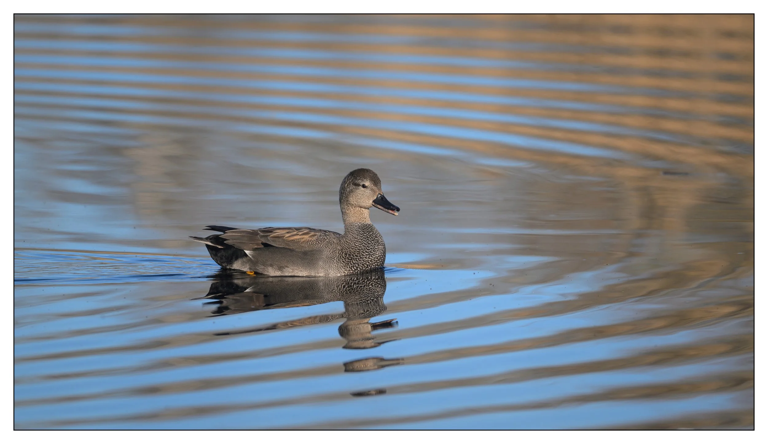 Gadwall Duck