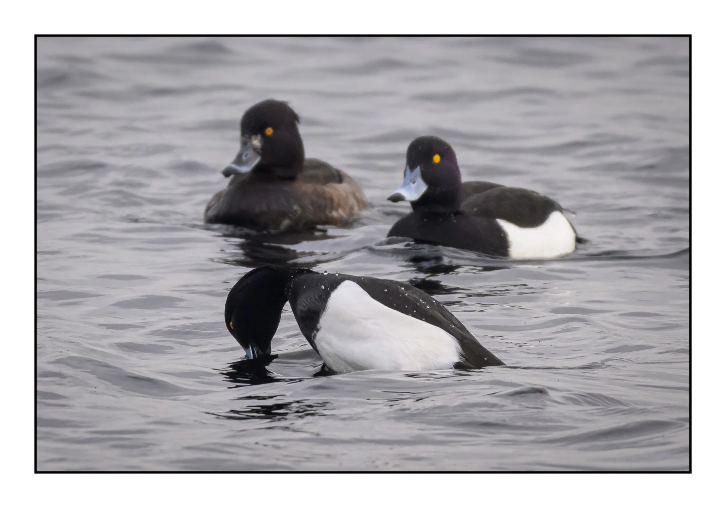 Tufted Duck