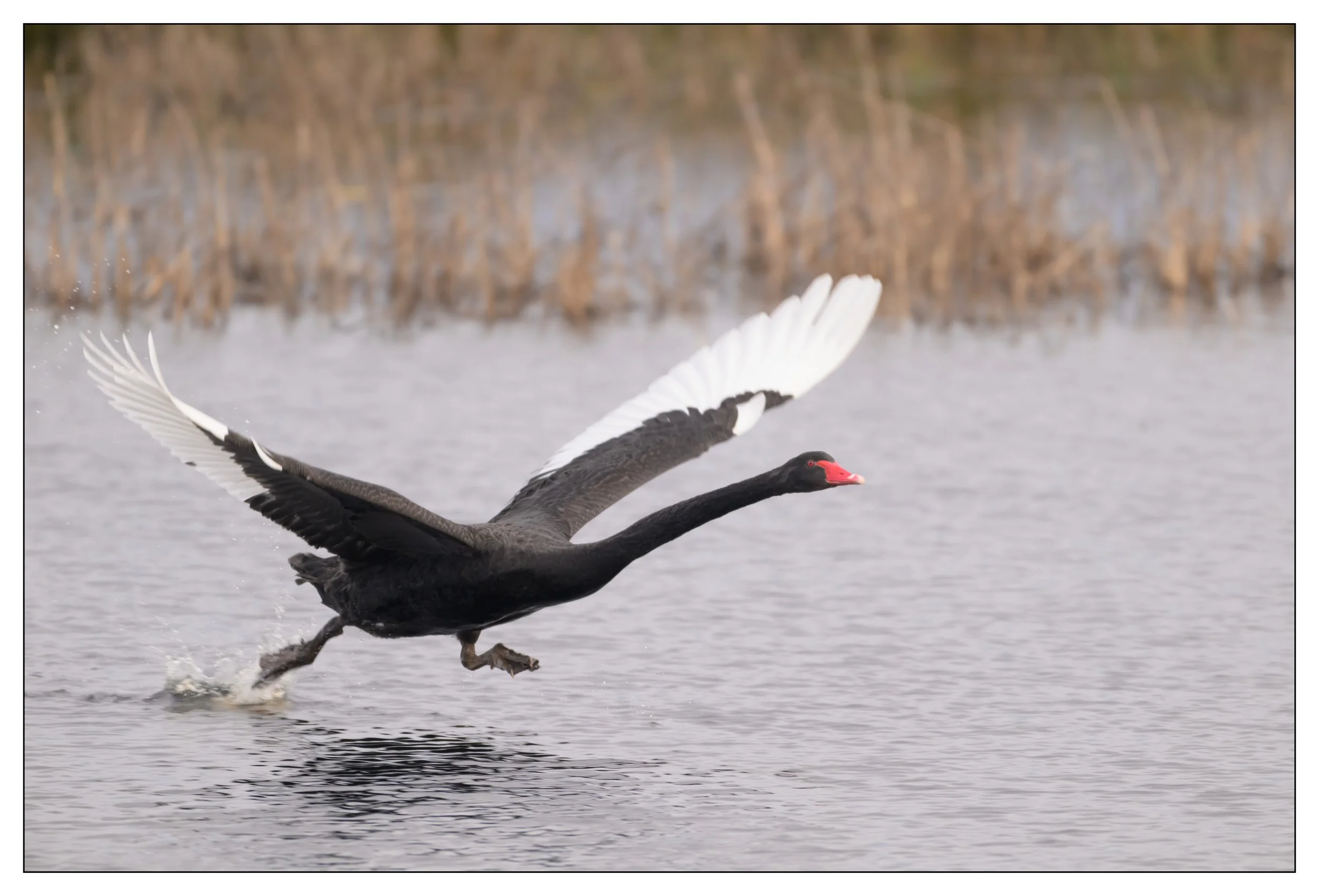 Black Swan