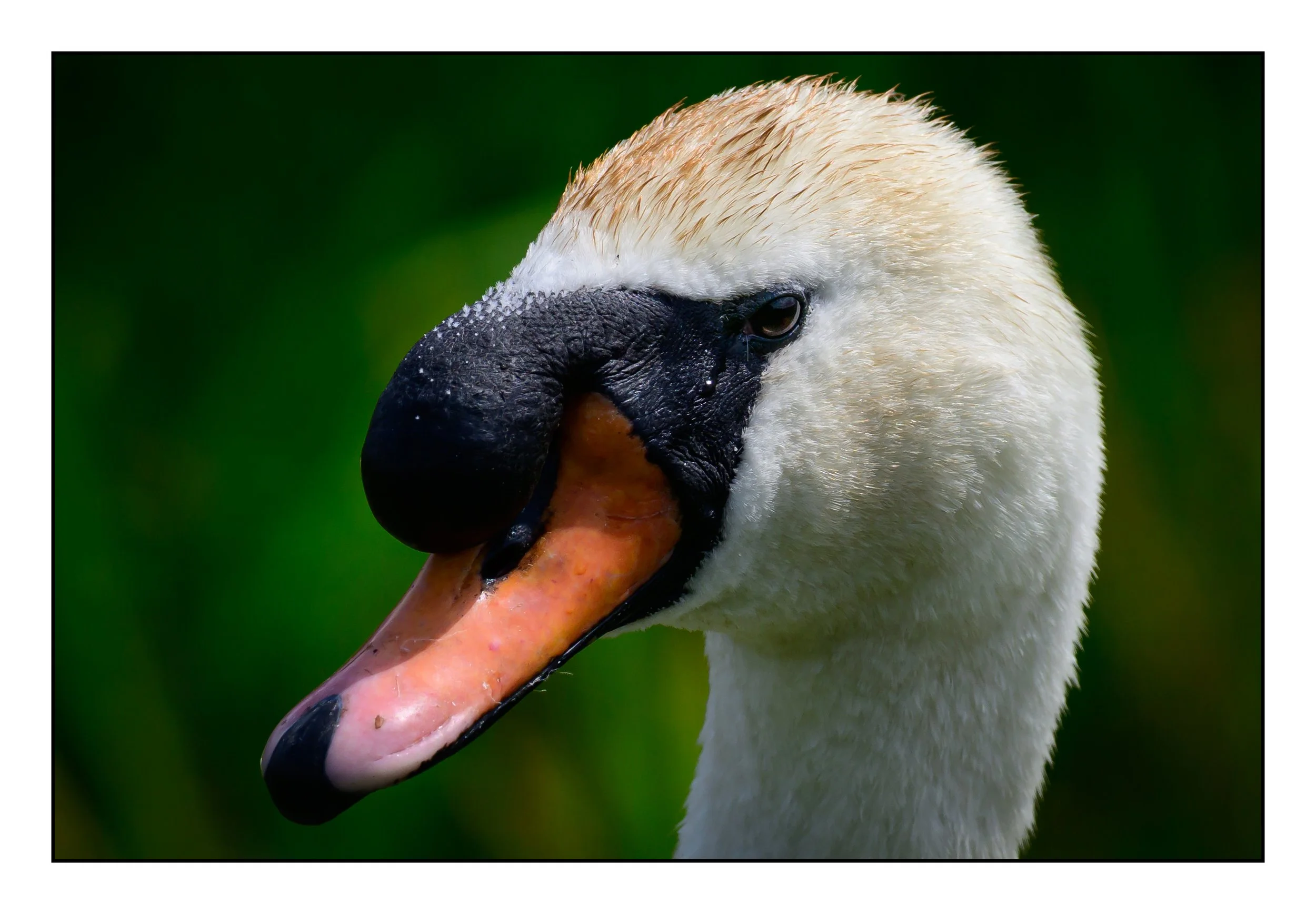 Mute Swan