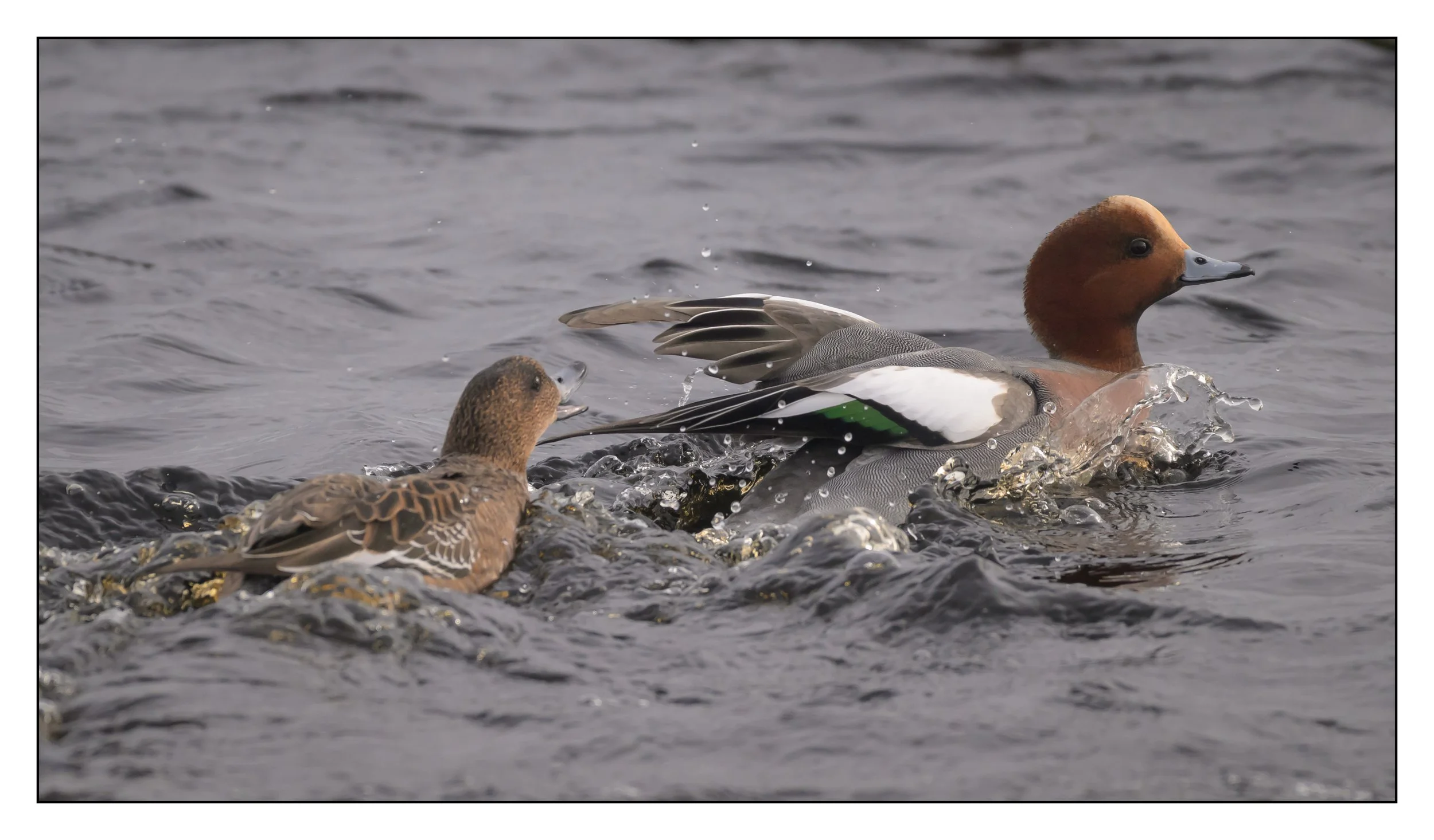 Wigeon