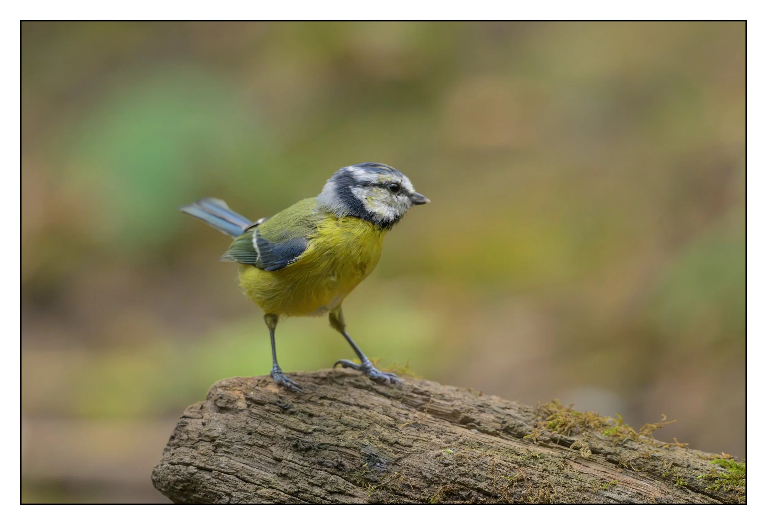 Blue Tit