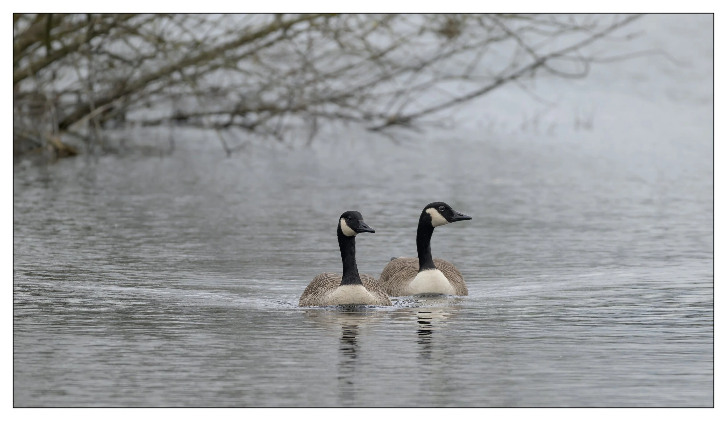 Canada Geese on a lake