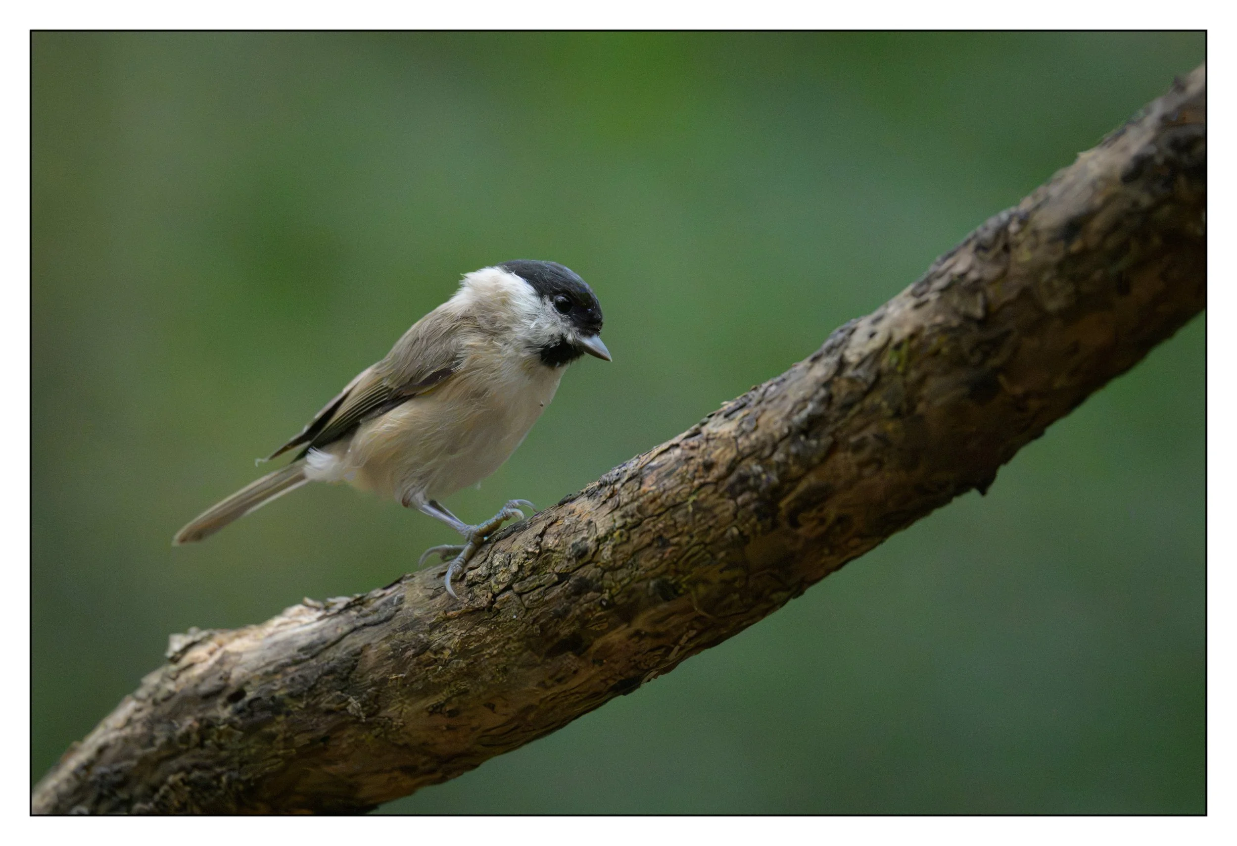 Marsh Tit