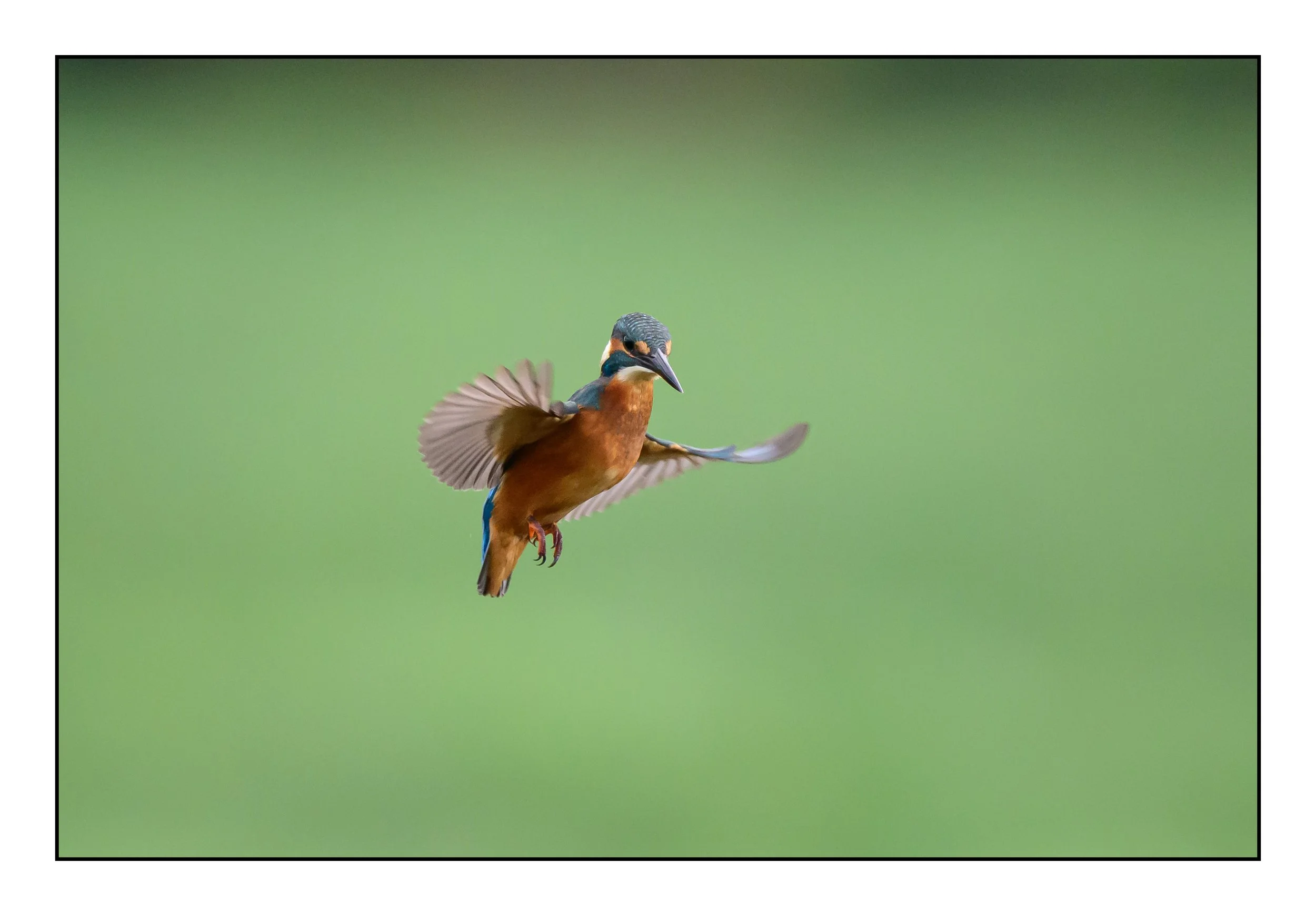 Kingfisher