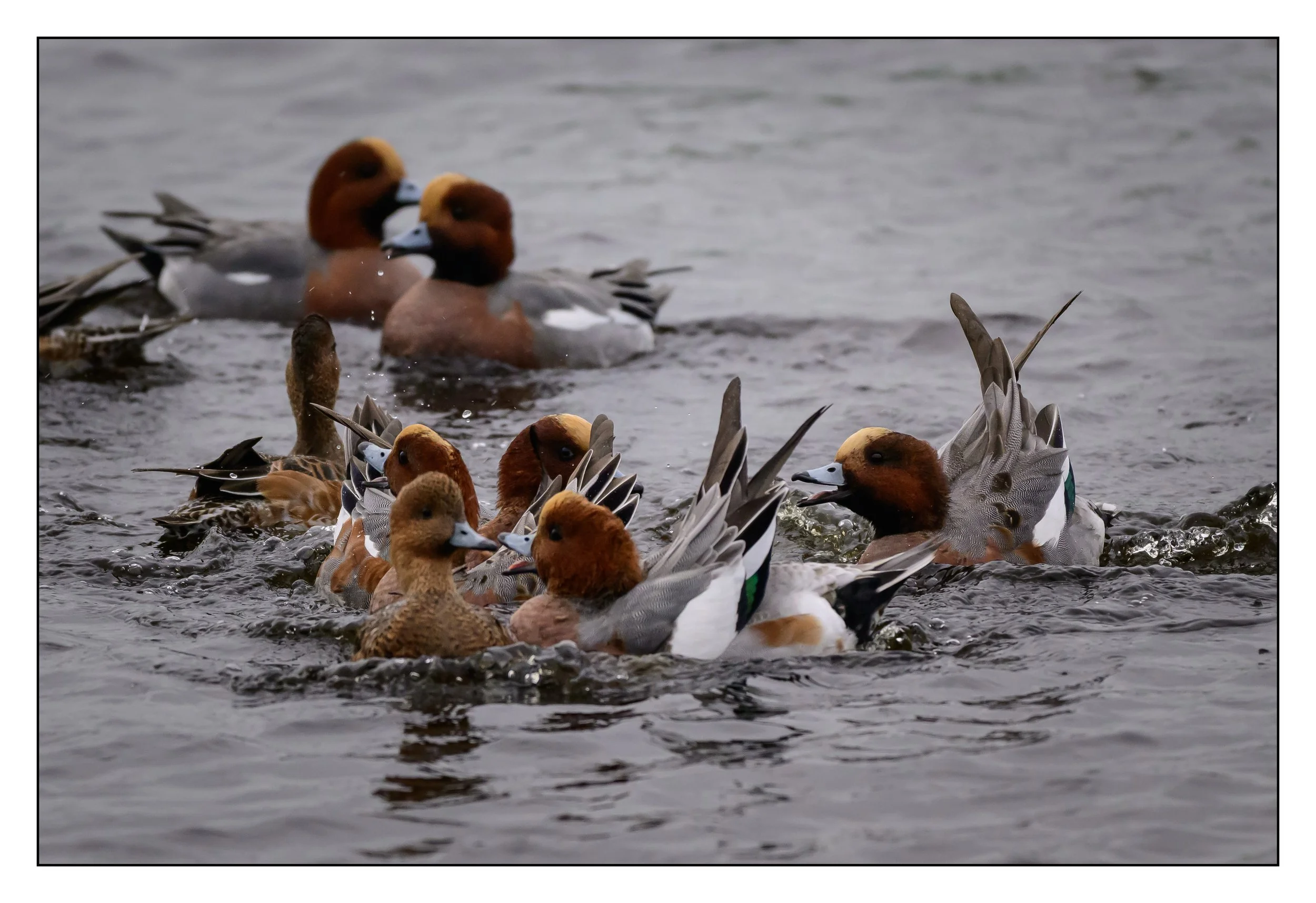 Wigeon